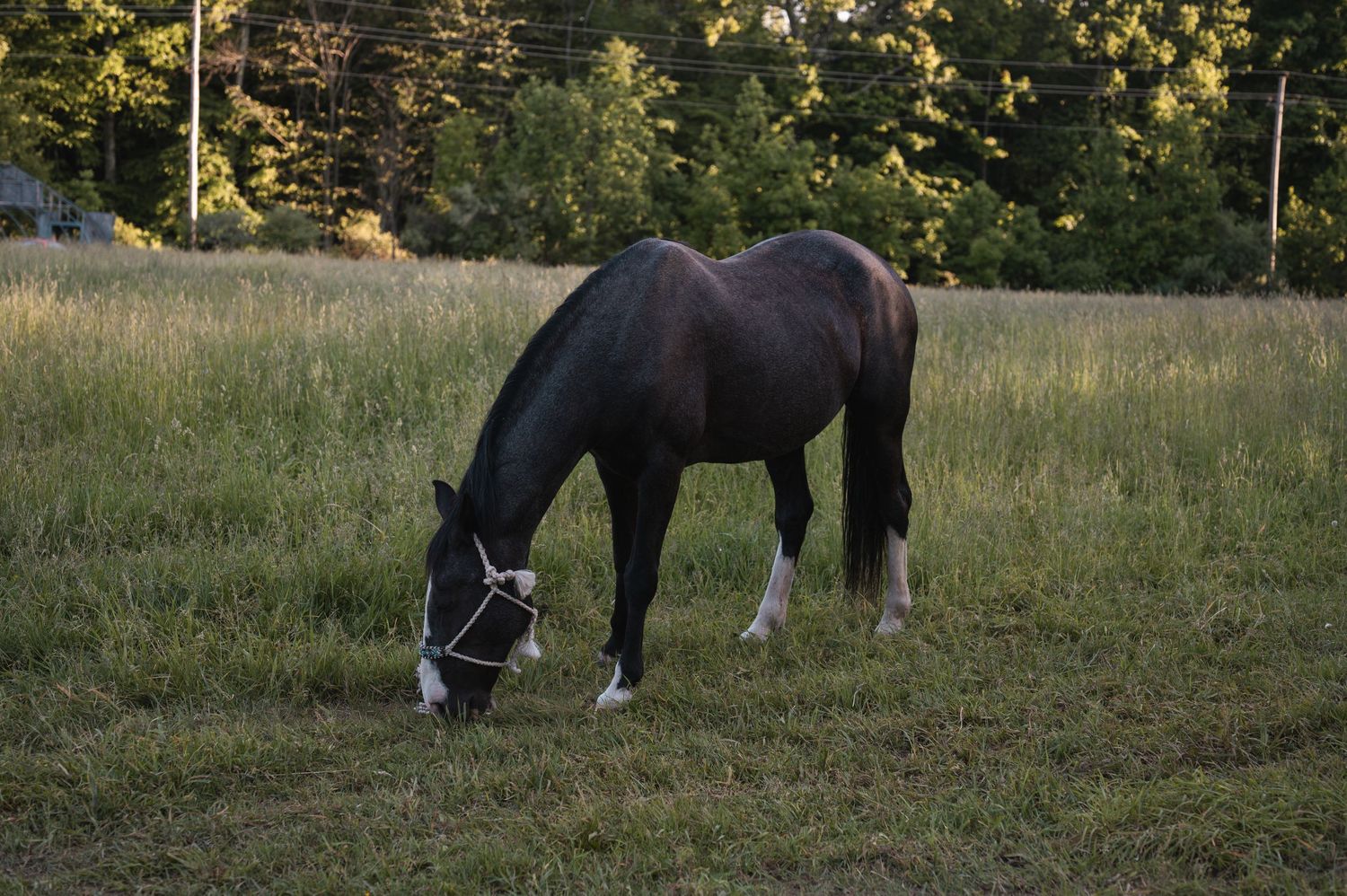 A dark bay horse with white markings grazes peacefully in a lush green field at dusk near a tree line.