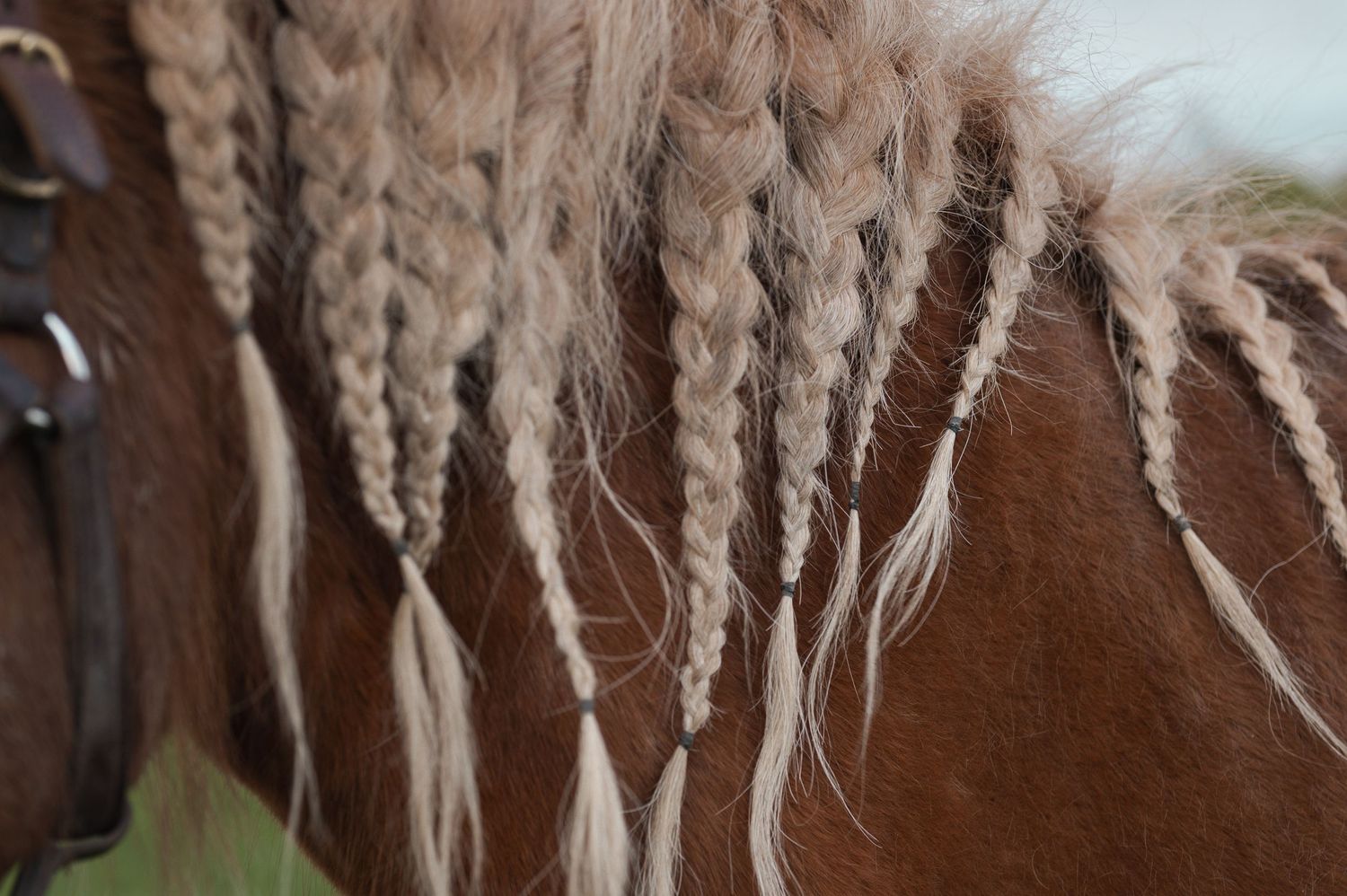 Close-up of a brown horse's mane styled in multiple intricate blonde braids hanging down its neck.