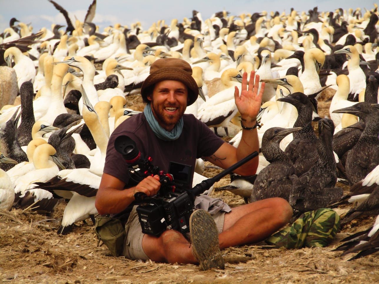 Malgas Island gannet colony filming