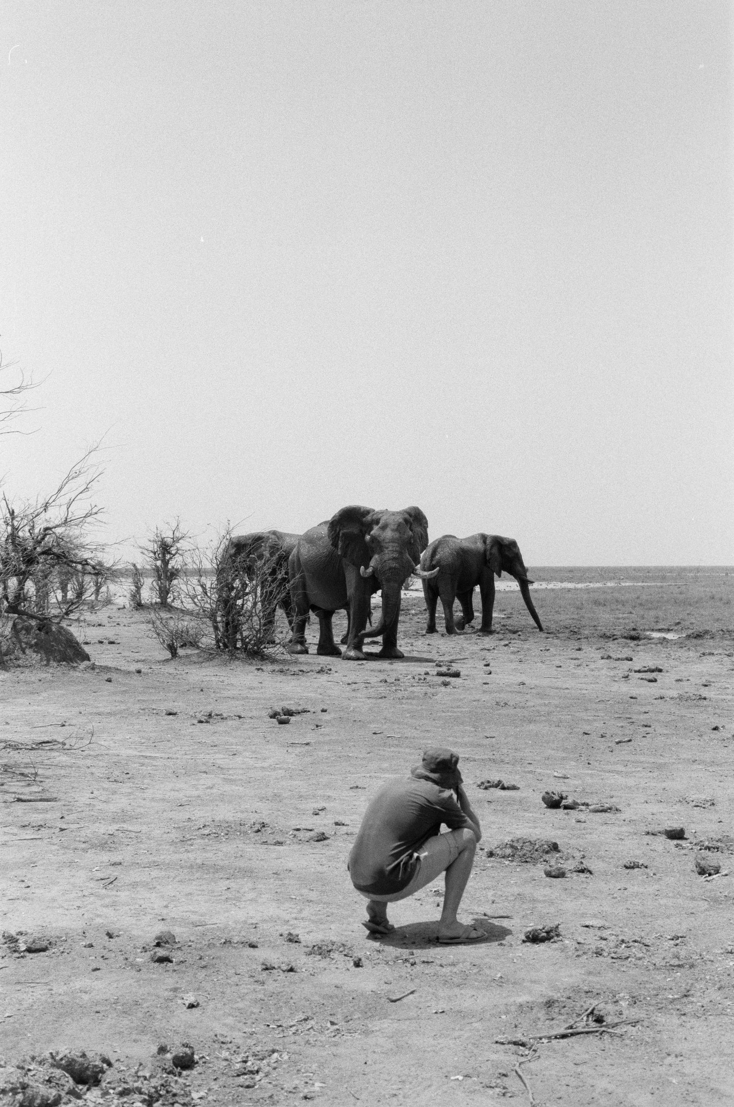 Man taking photograph of elephants while on foot