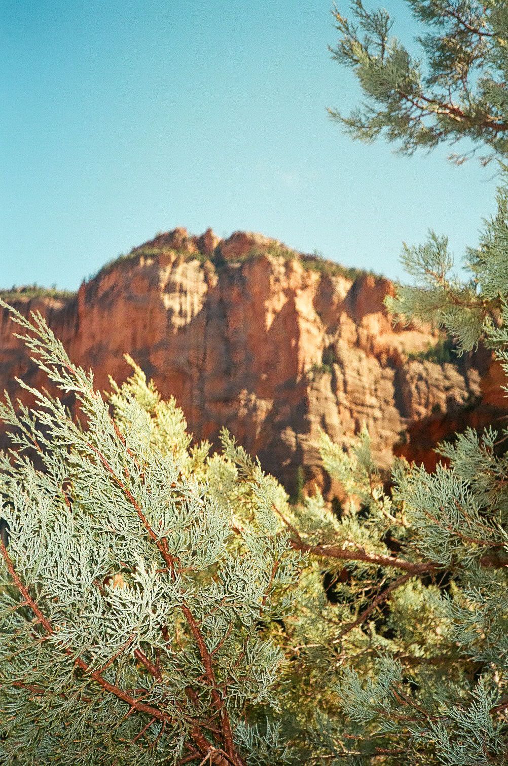 Green pine branches frame dramatic red rock canyon cliffs under a clear blue sky.