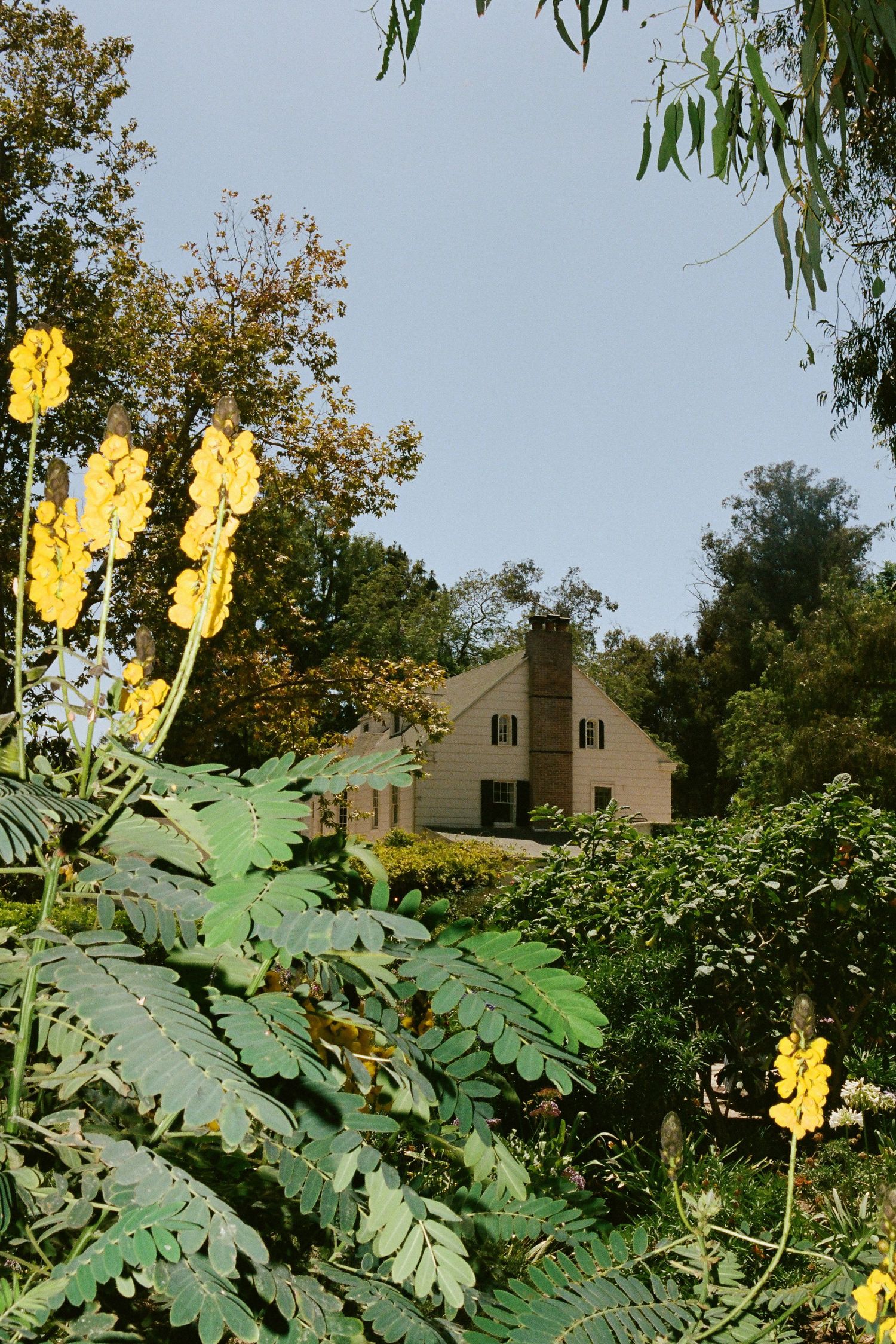 Yellow flowering plants and lush green trees frame a charming beige colonial house under a clear blue sky.