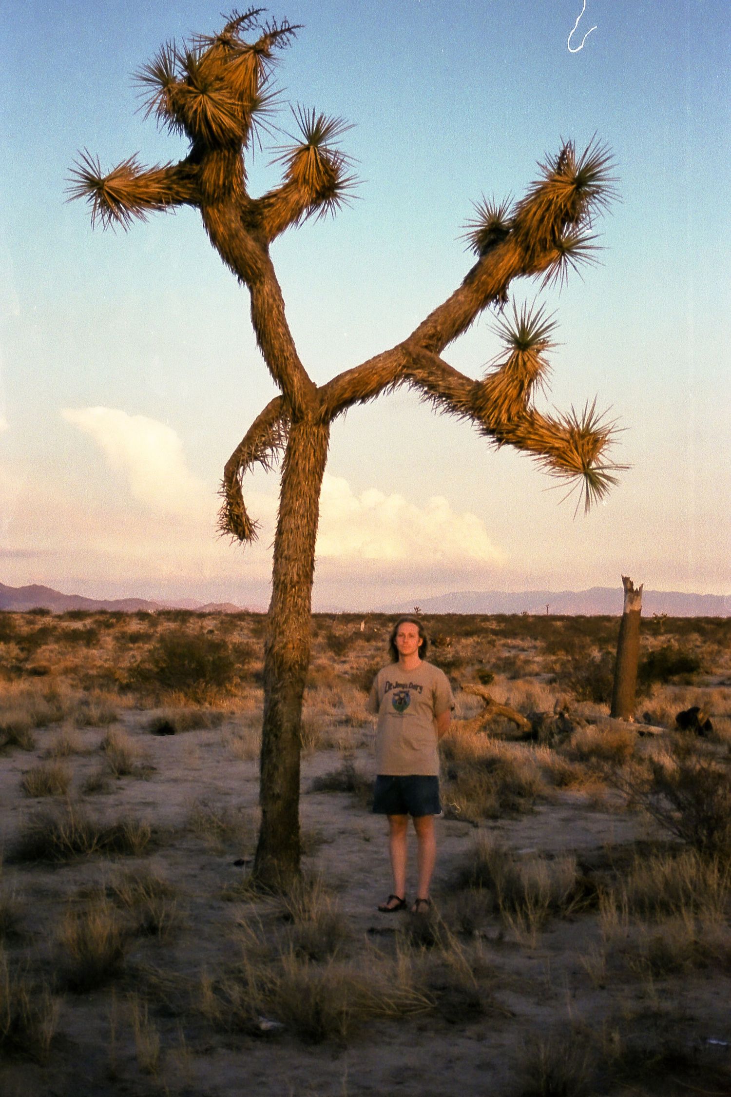 Woman standing beneath a tall Joshua tree at sunset in a vast desert landscape.