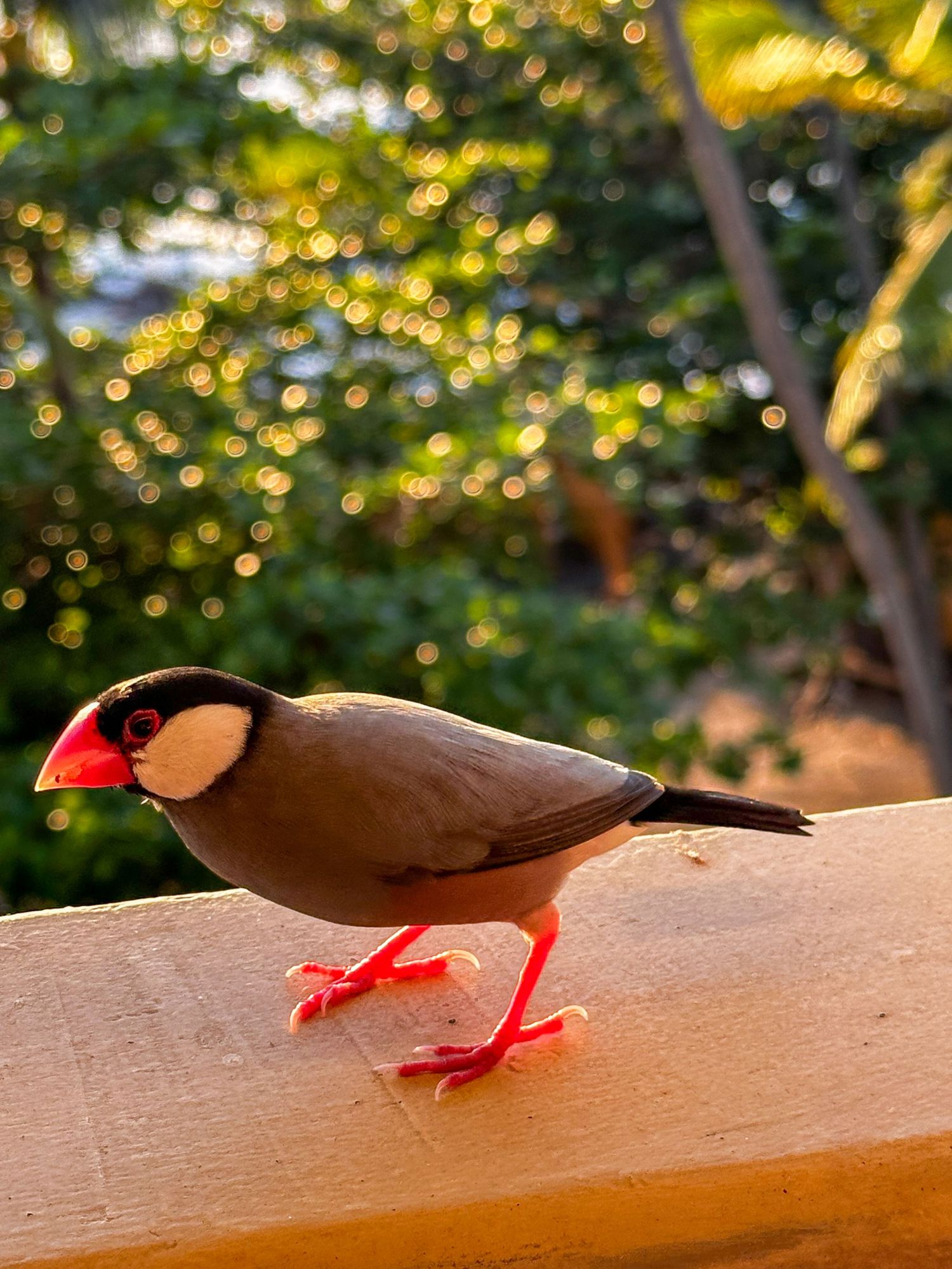 A brown Javanese finch with bright red beak and feet perches on a wooden railing at sunset with bokeh background.