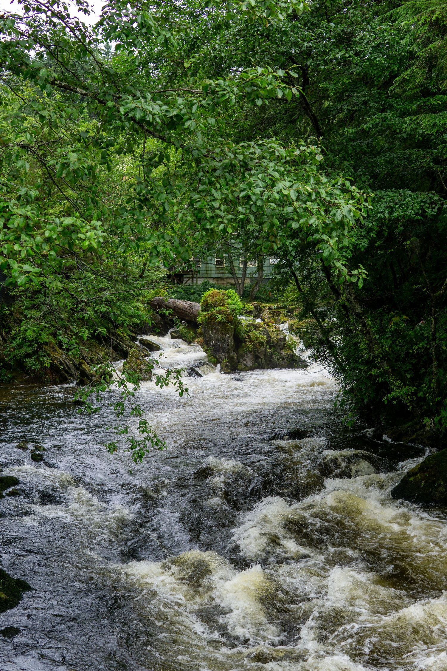 Forest stream with white water rapids flowing through moss-covered rocks and overhanging branches.