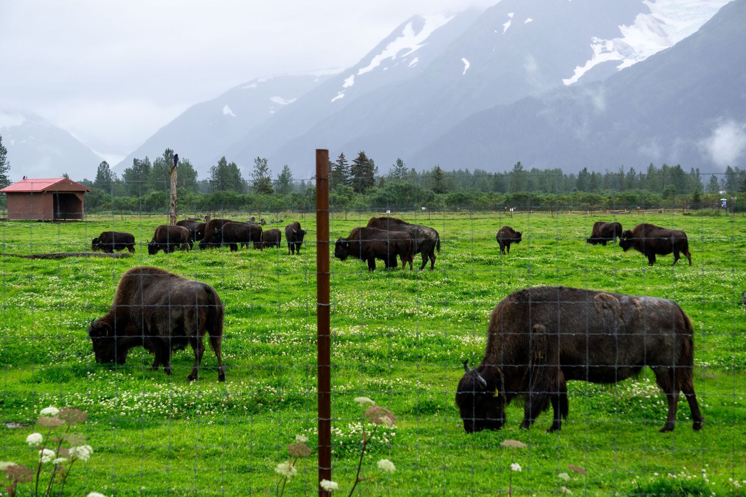 Herd of wild bison grazing in a green field with snow-capped mountains in the background.