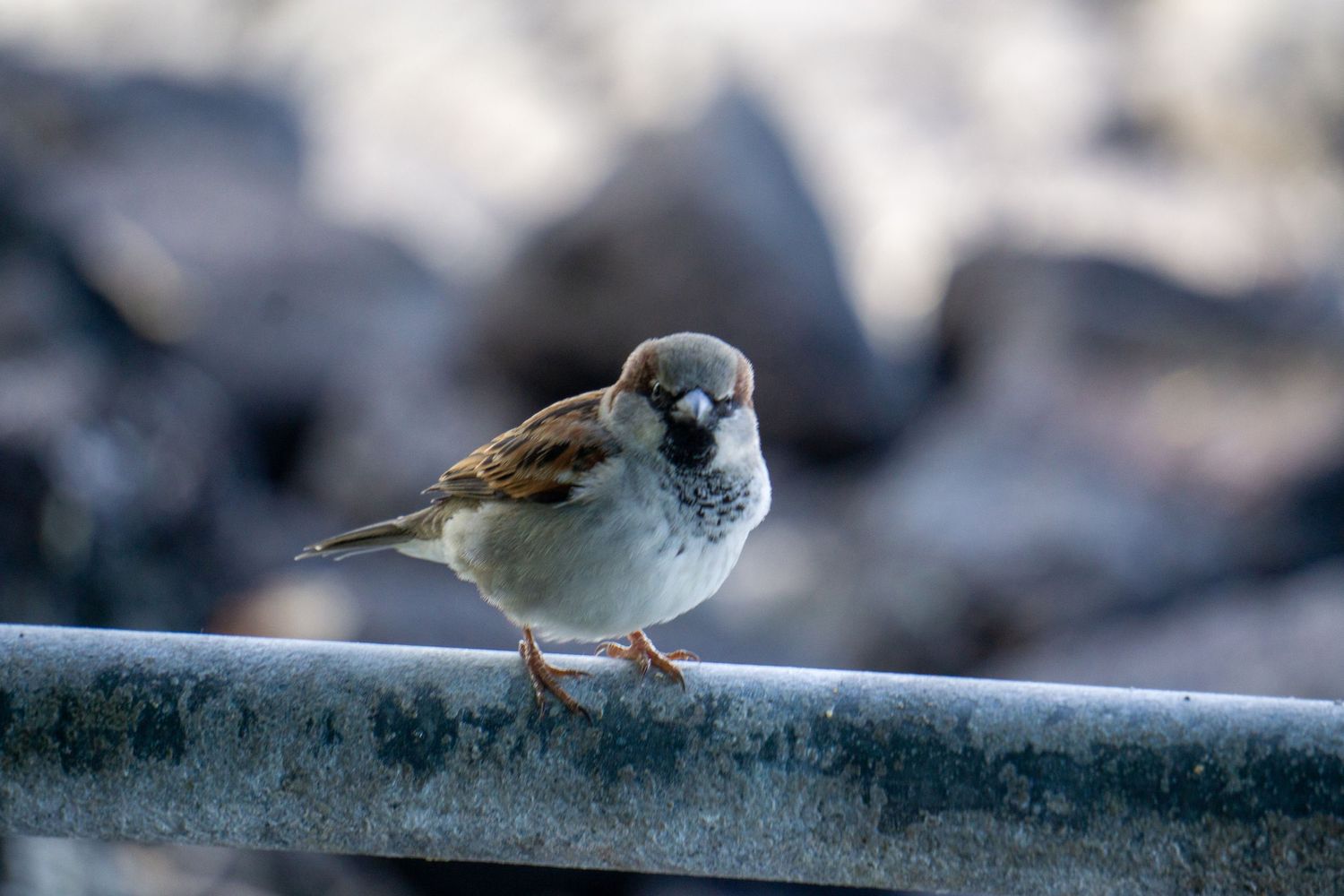 A small sparrow perches on a metal railing with a blurred background, showcasing its round body and delicate features.