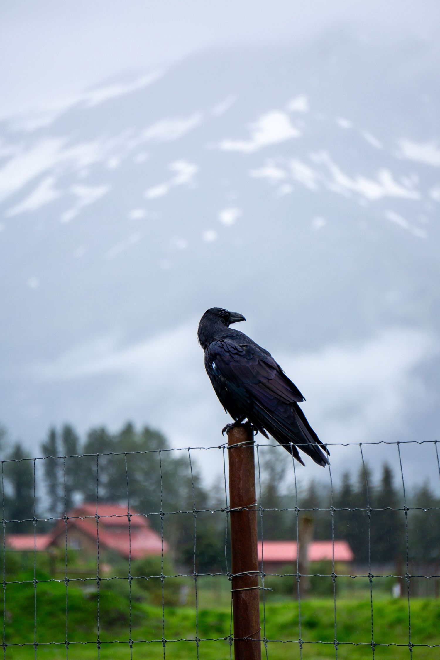 Black raven perched on a fence post with snowy mountains in the distance.