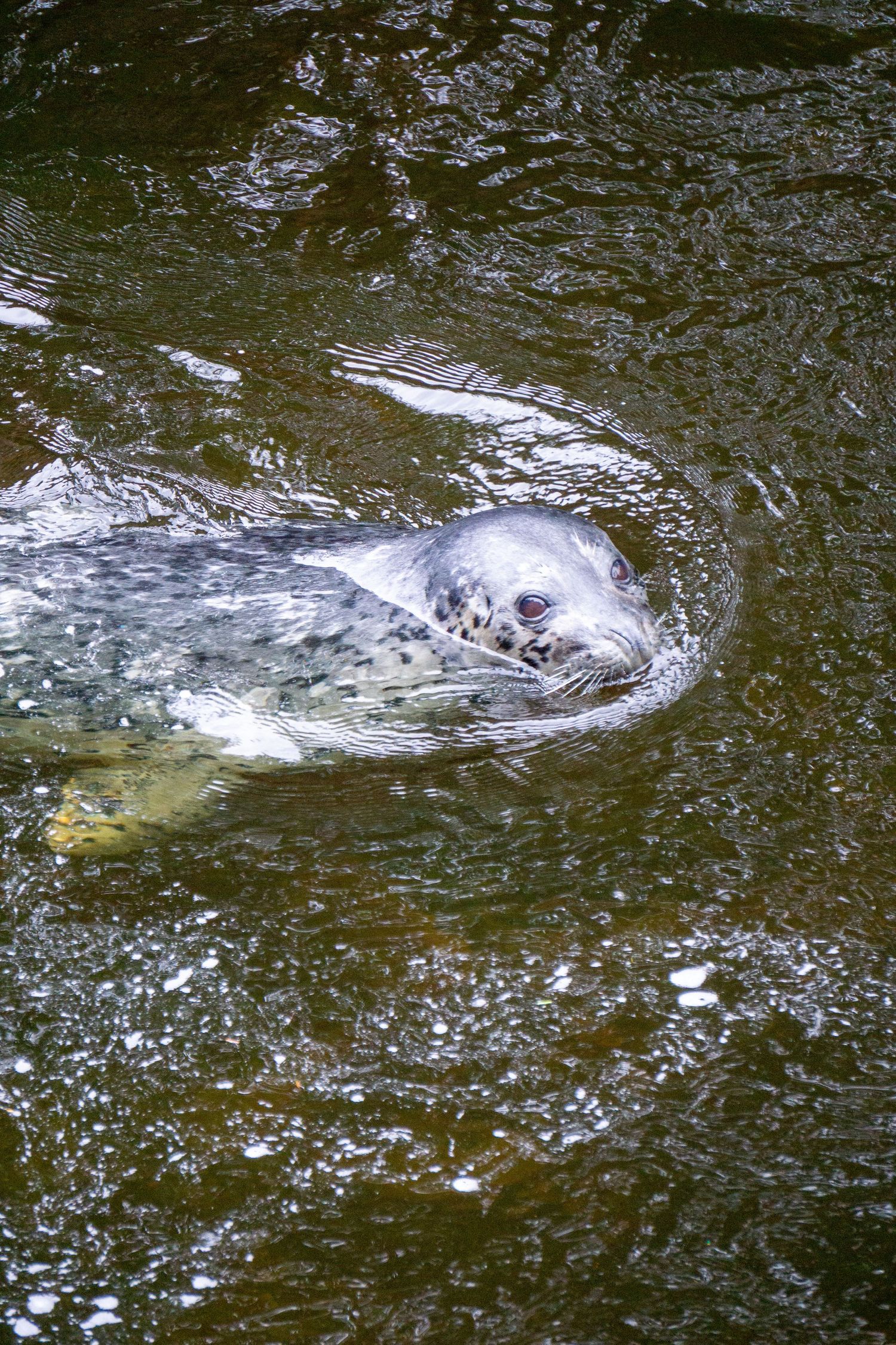 Harbor seal swimming in dark rippling water.