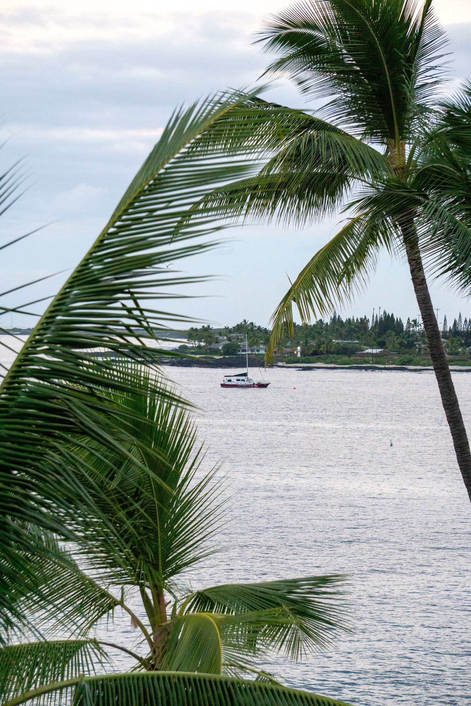 A scenic palm tree frames a boat on the calm tropical waters off the Hawaiian coast with shoreline in the distance.