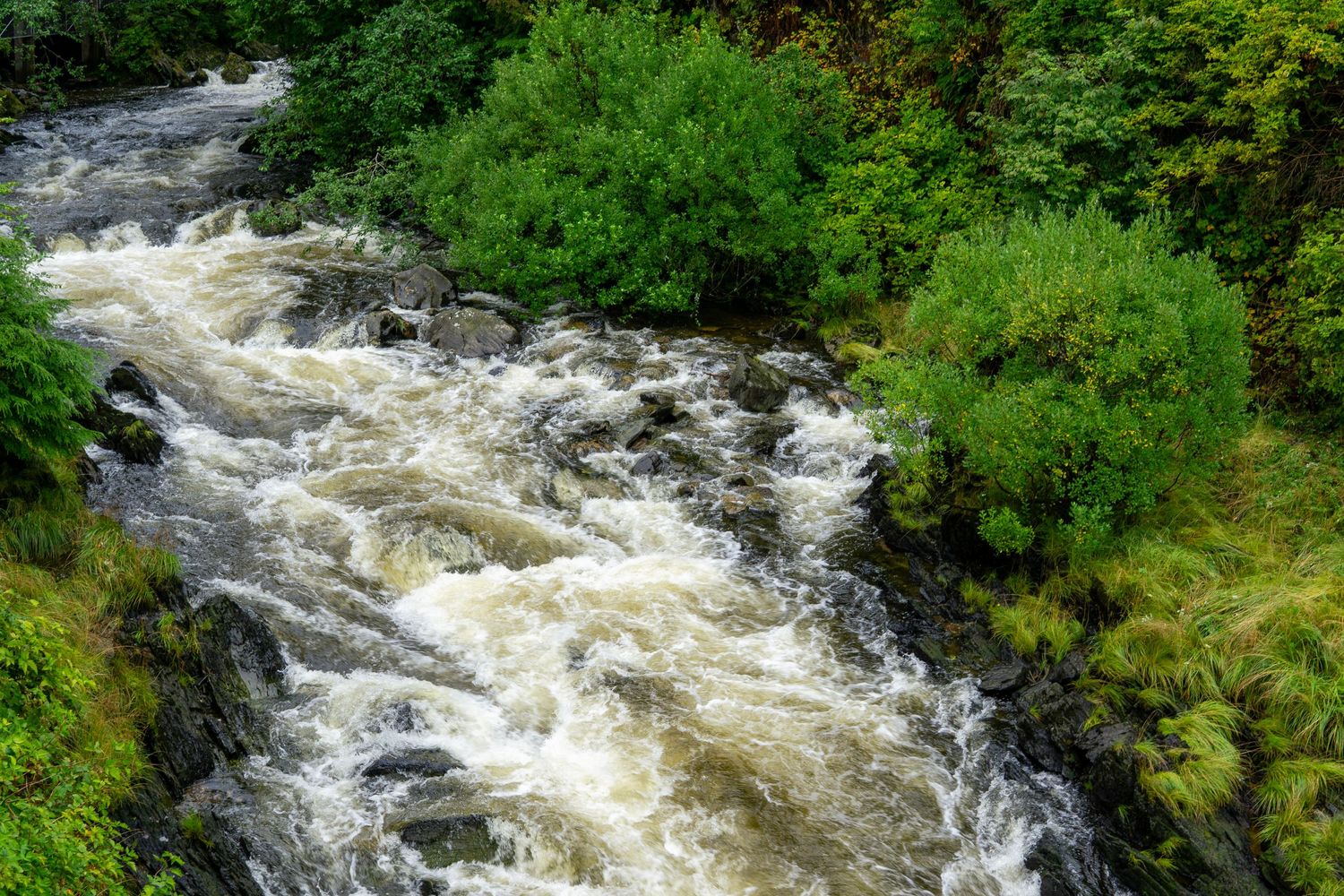 Aerial view of whitewater rapids rushing through a green forest landscape.
