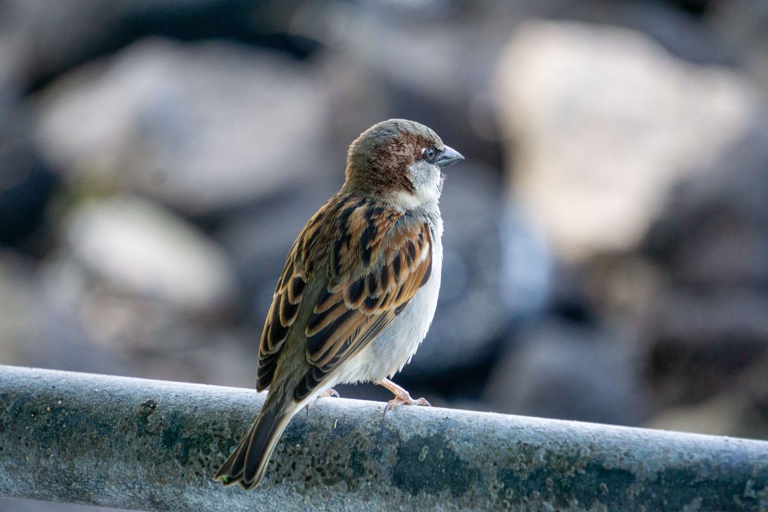 A house sparrow perched on a metal railing with blurred rocks in the background.