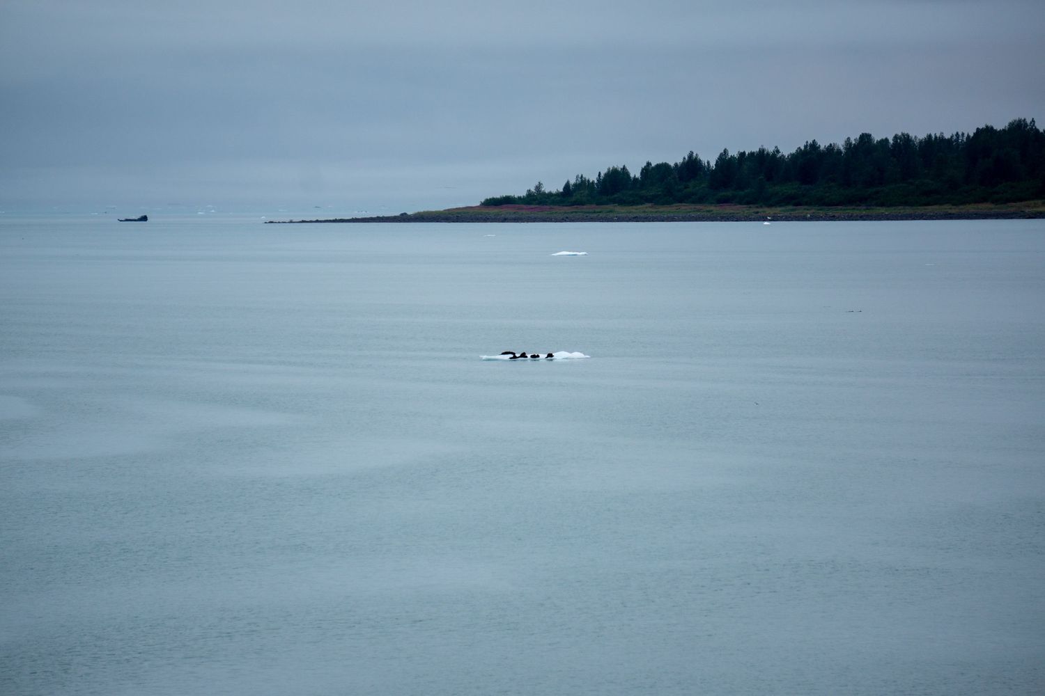 Small boats dot the distant horizon on a misty gray ocean bay.