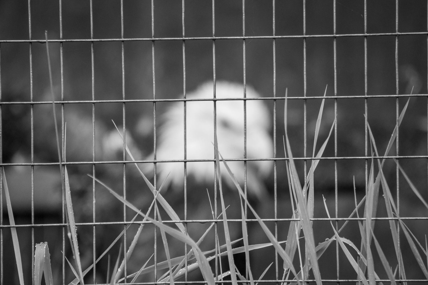 A black and white image of a bald eagle in captivity. The cage is in focus for dramatic effect.