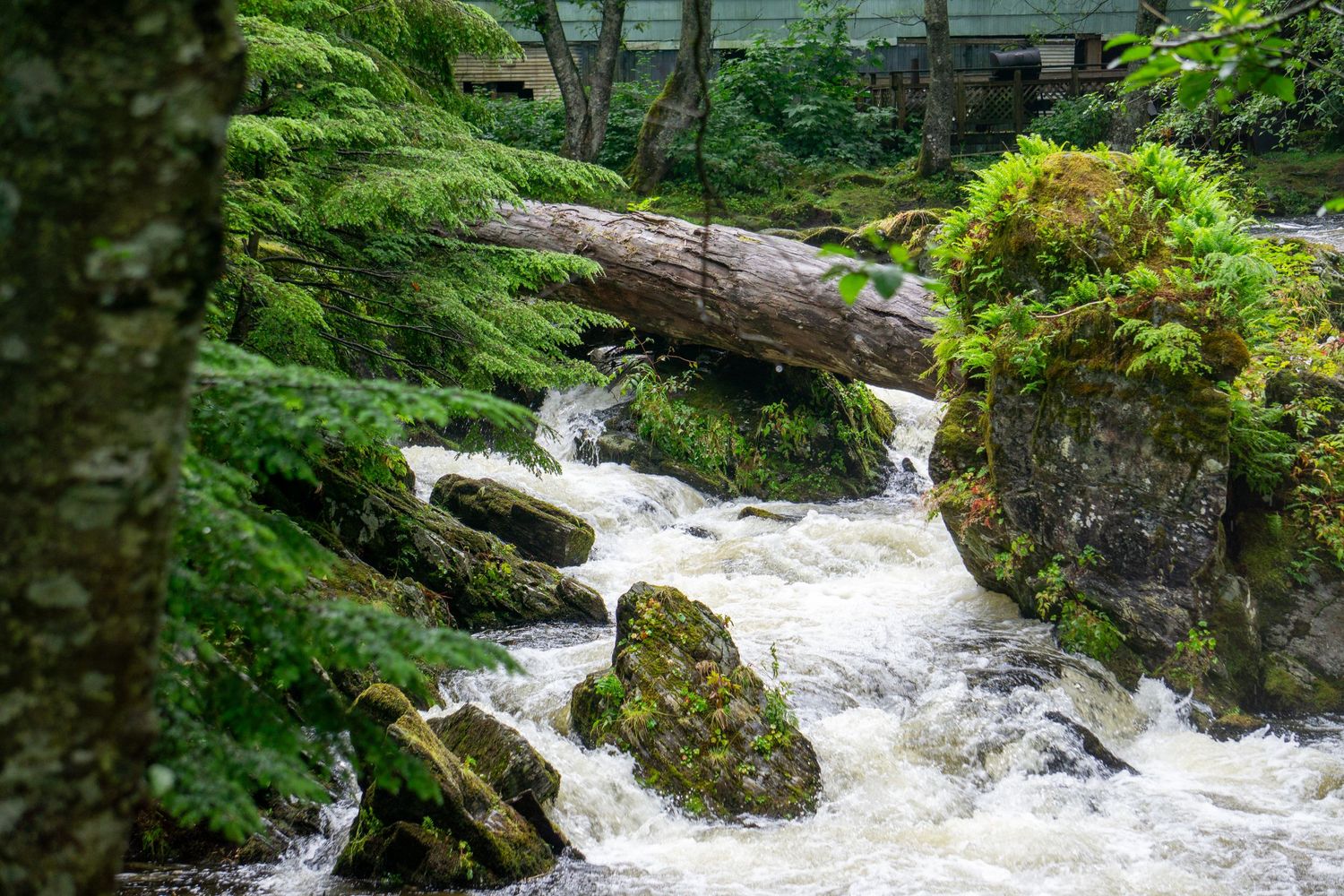 A fallen log spans moss-covered rocks as white water rapids surge through a verdant forest.