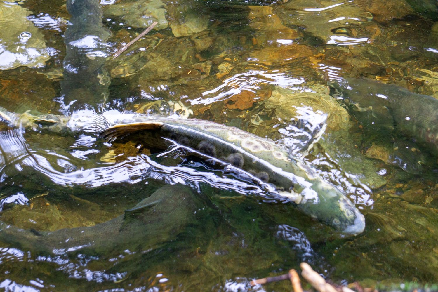Salmon swimming underwater in clear stream with sunlight reflections.