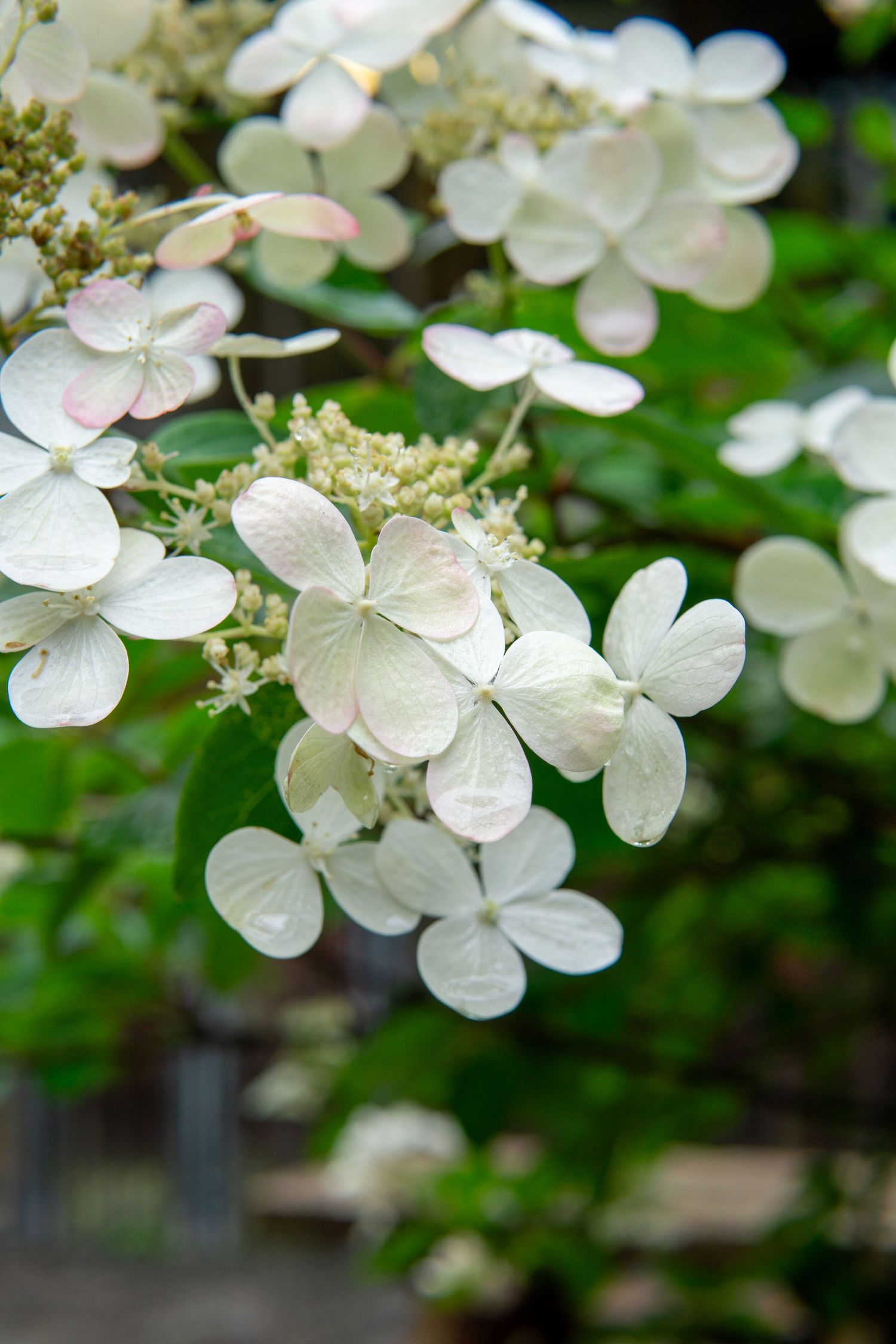 Delicate white hydrangea flowers blooming with soft focus background.