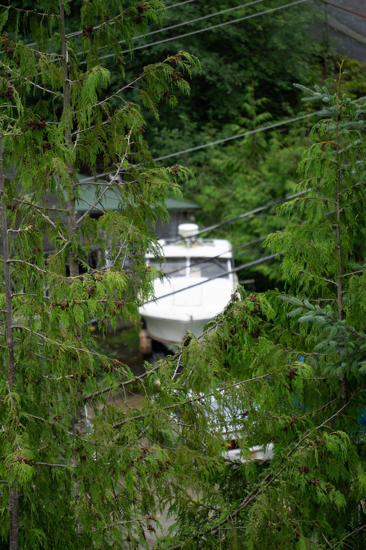 White boat visible through pine branches and power lines.