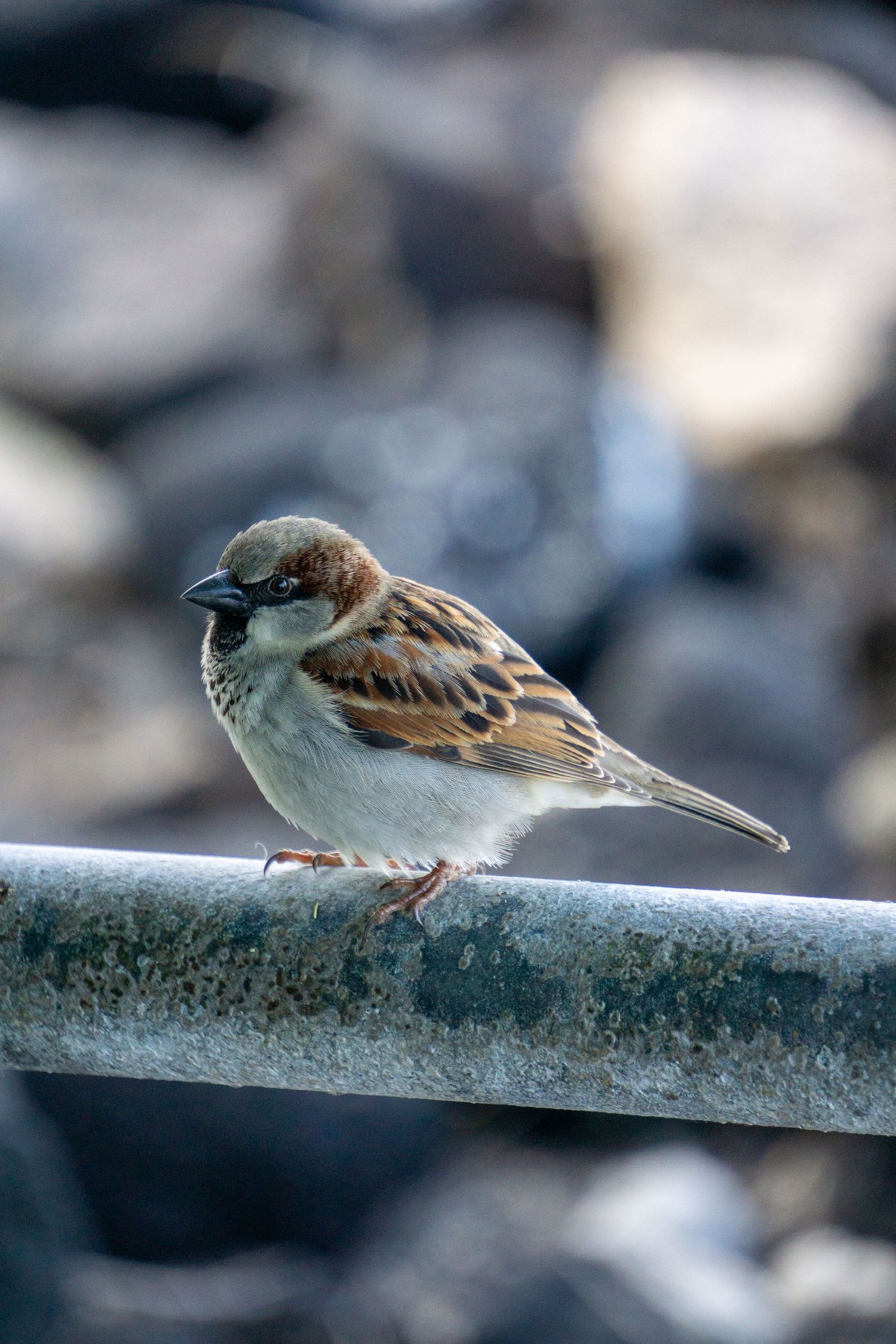 Small house sparrow with brown and gray feathers perched on a metal pipe in soft lighting.