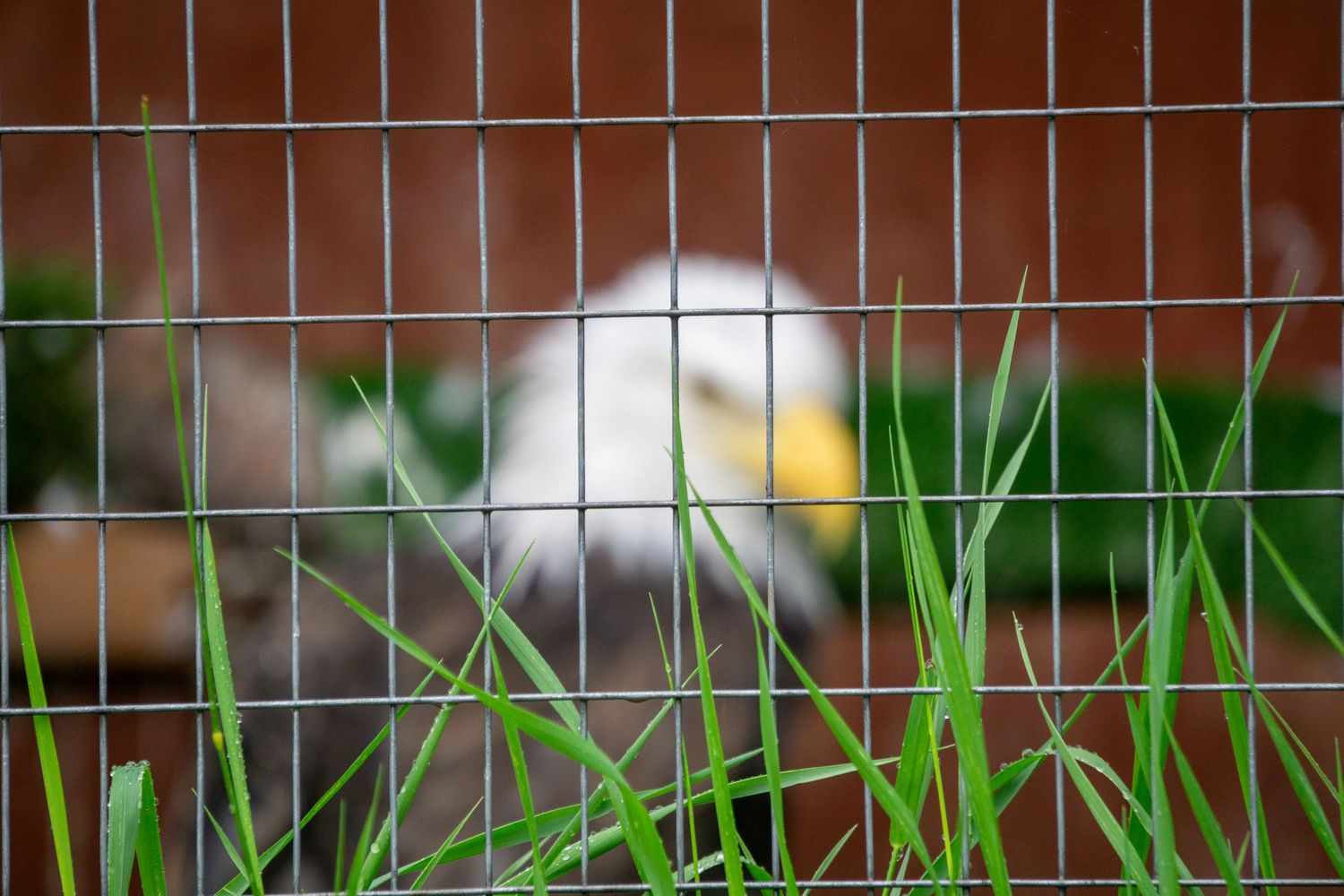 A color image of a bald eagle in captivity. The cage is in focus for dramatic effect.