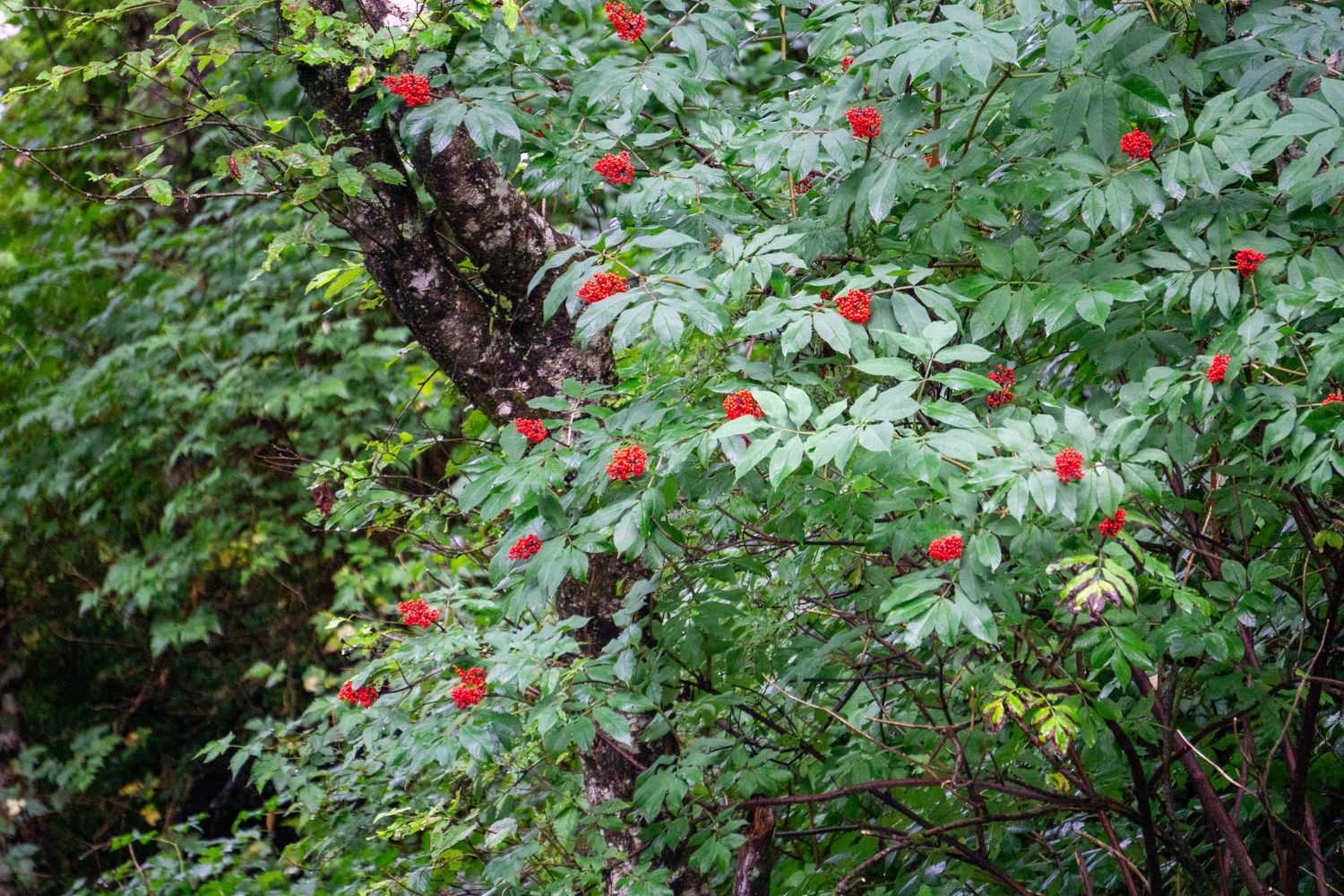 Red berries growing on bush with lush green foliage.