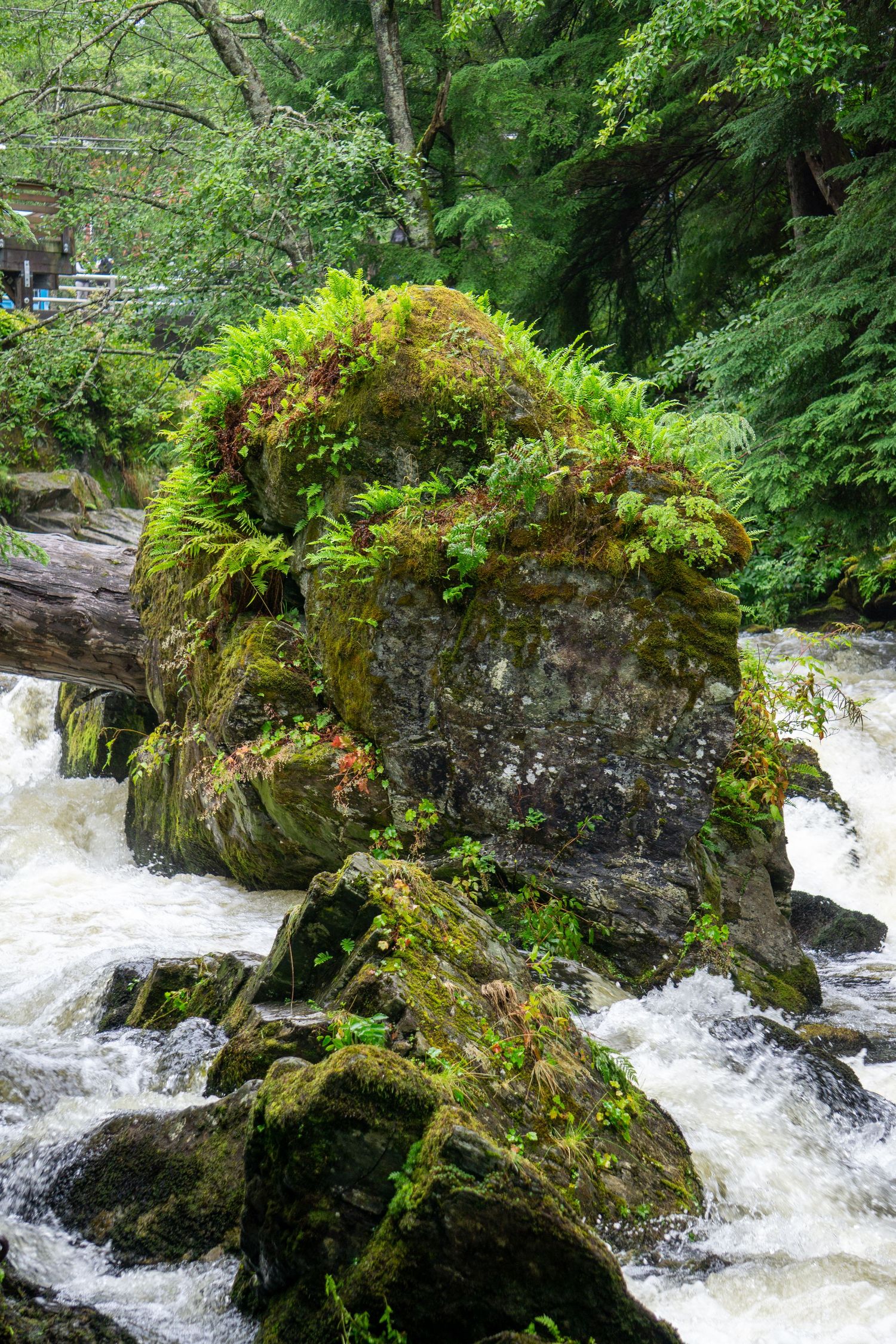 Mossy rock formation in rushing river water surrounded by lush green forest vegetation.