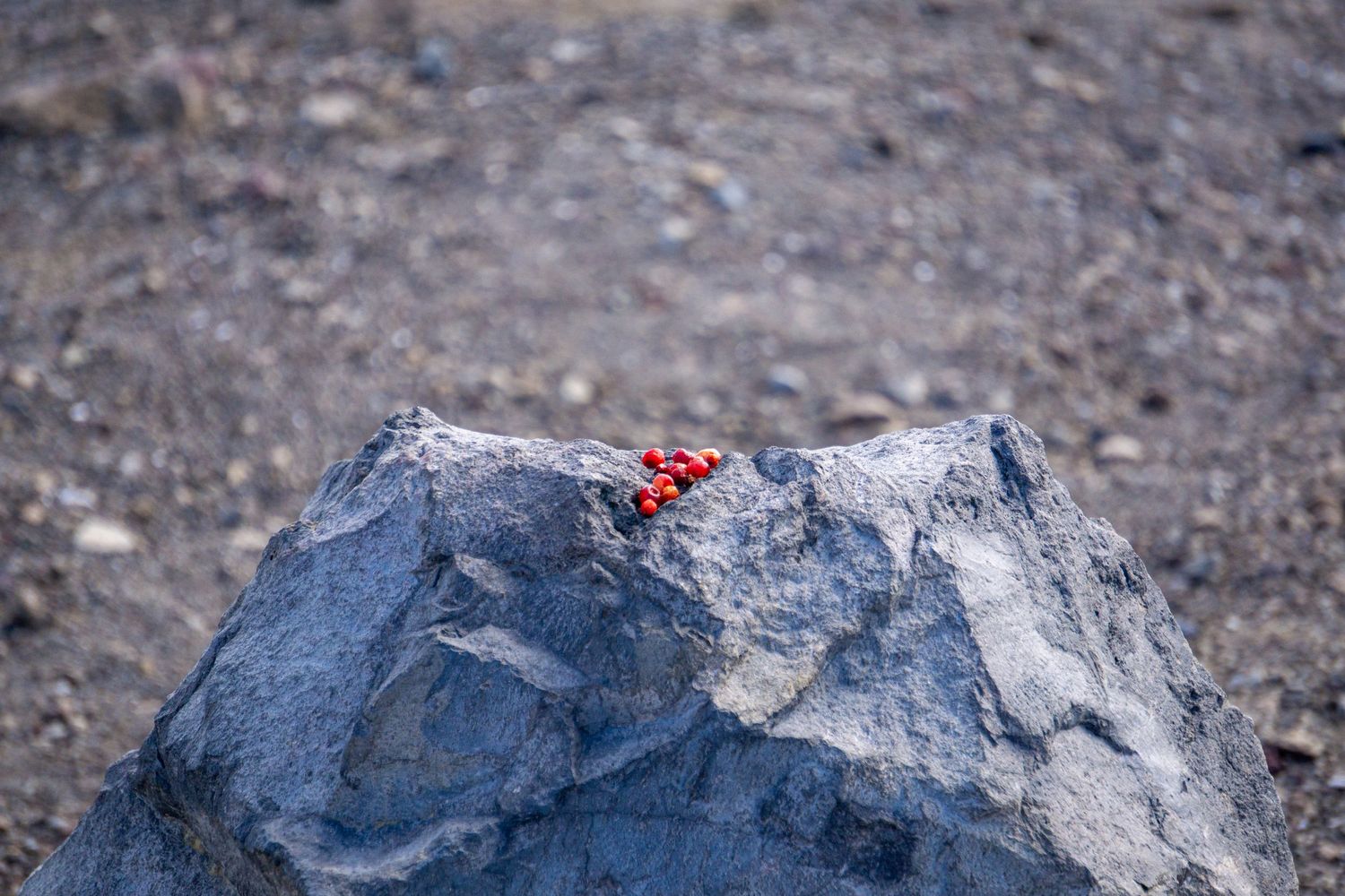 A small red ladybug perches on a gray stone against a blurred rocky background.