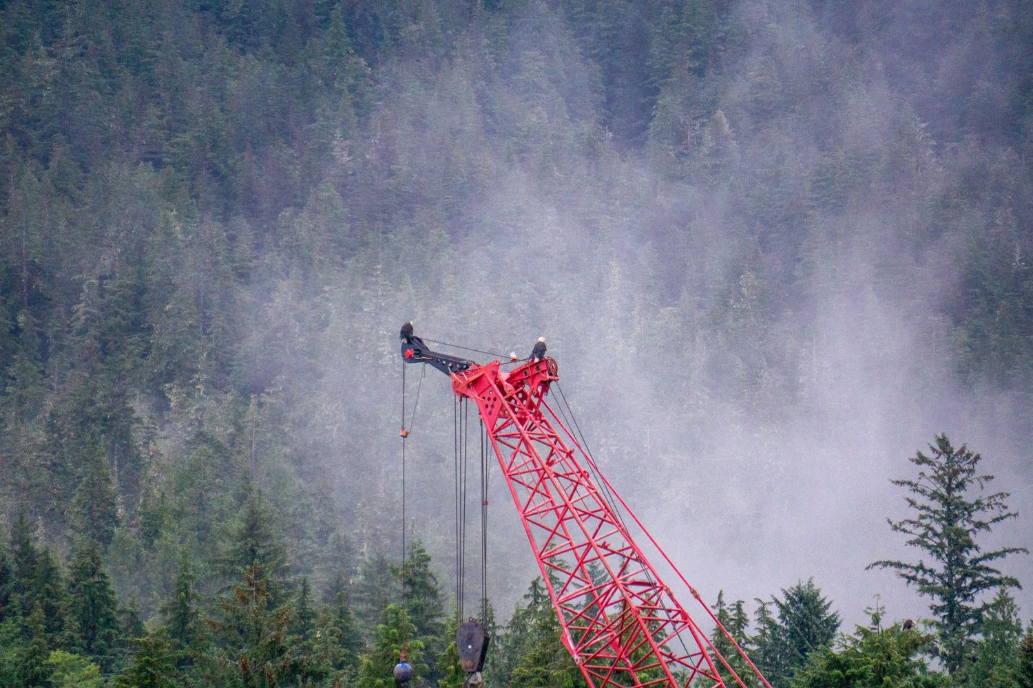 A tall red crane stands against a misty forested mountainside in the Pacific Northwest. A bald eagle is perched on top.