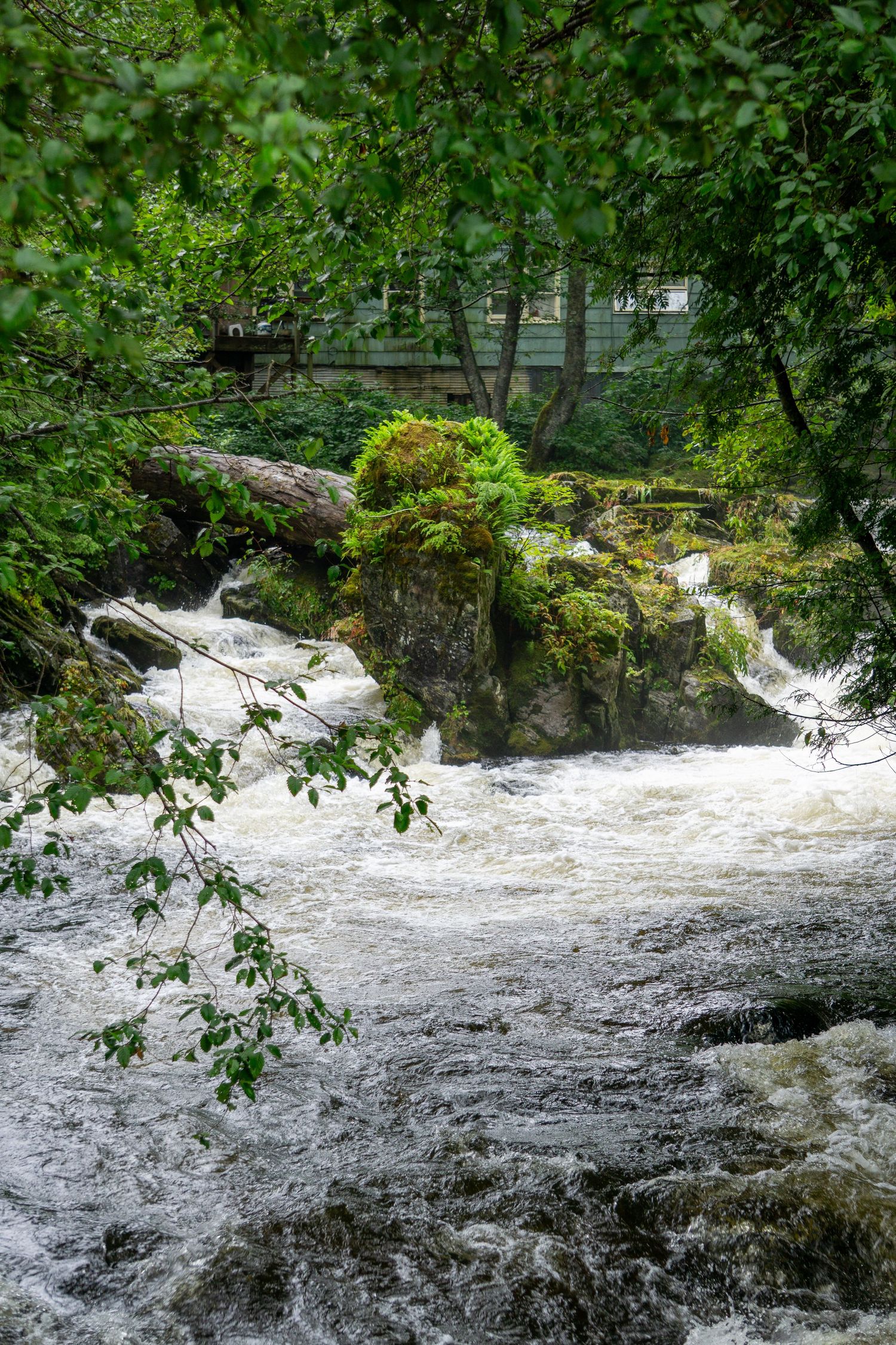A footbridge spans turbulent rapids flowing through mossy rocks in a dense green forest setting.