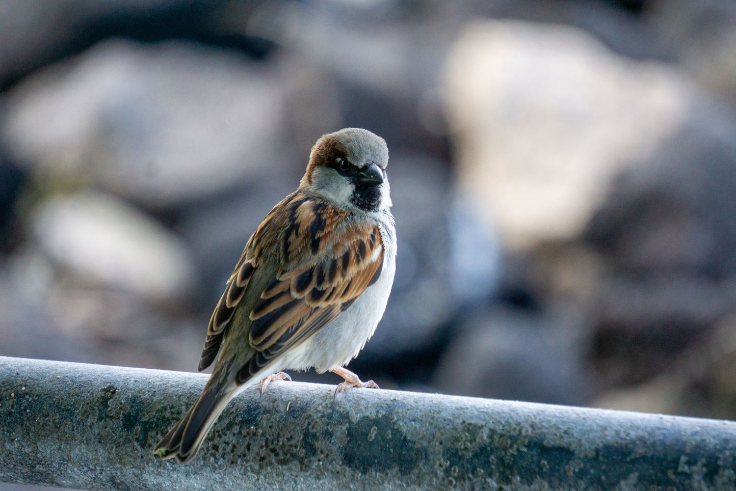 A small sparrow with brown speckled feathers perches on a gray metal railing against a blurred background.
