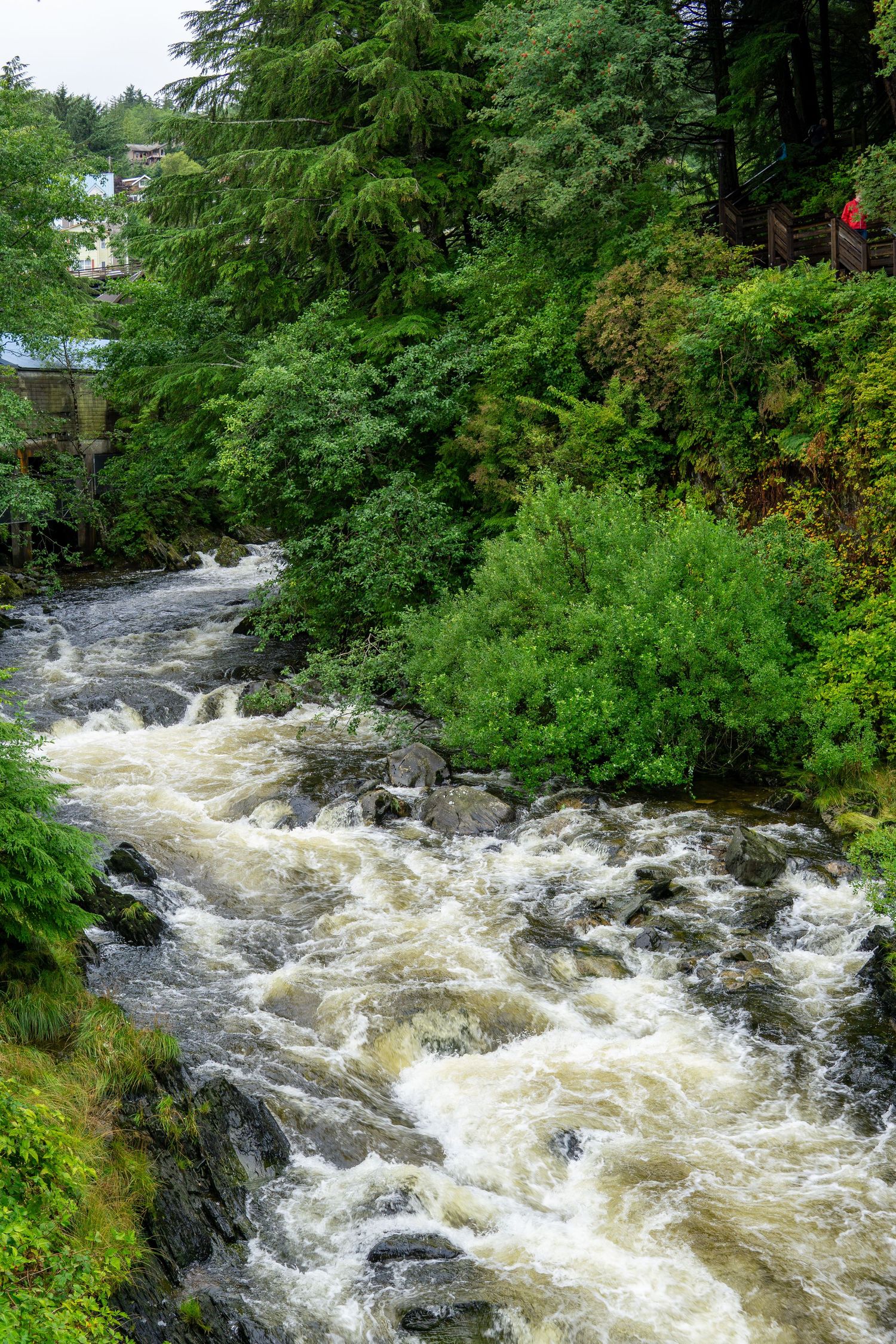Scenic forest river with powerful rapids flowing through dense green vegetation.