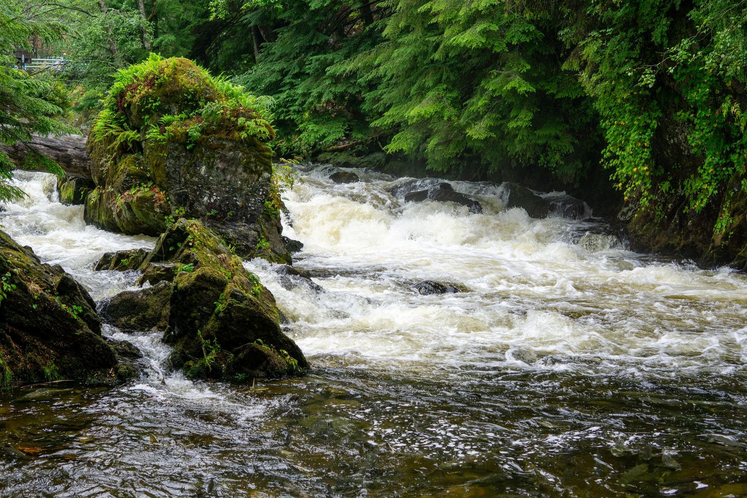 Rushing white water rapids flowing around moss-covered rocks in a forested river.