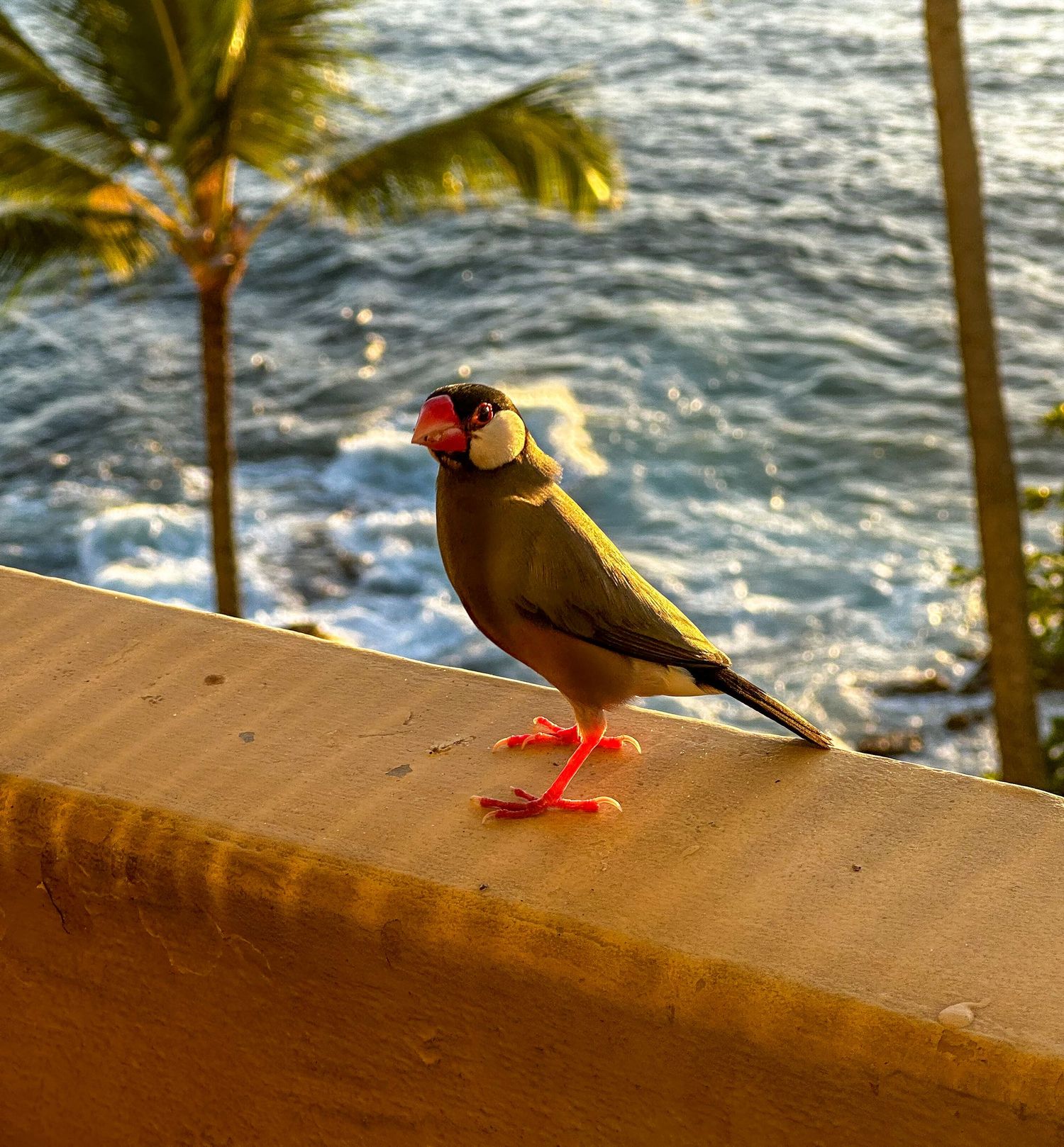 Small tropical bird with red and orange markings perches on a railing overlooking the ocean with palm trees in background.