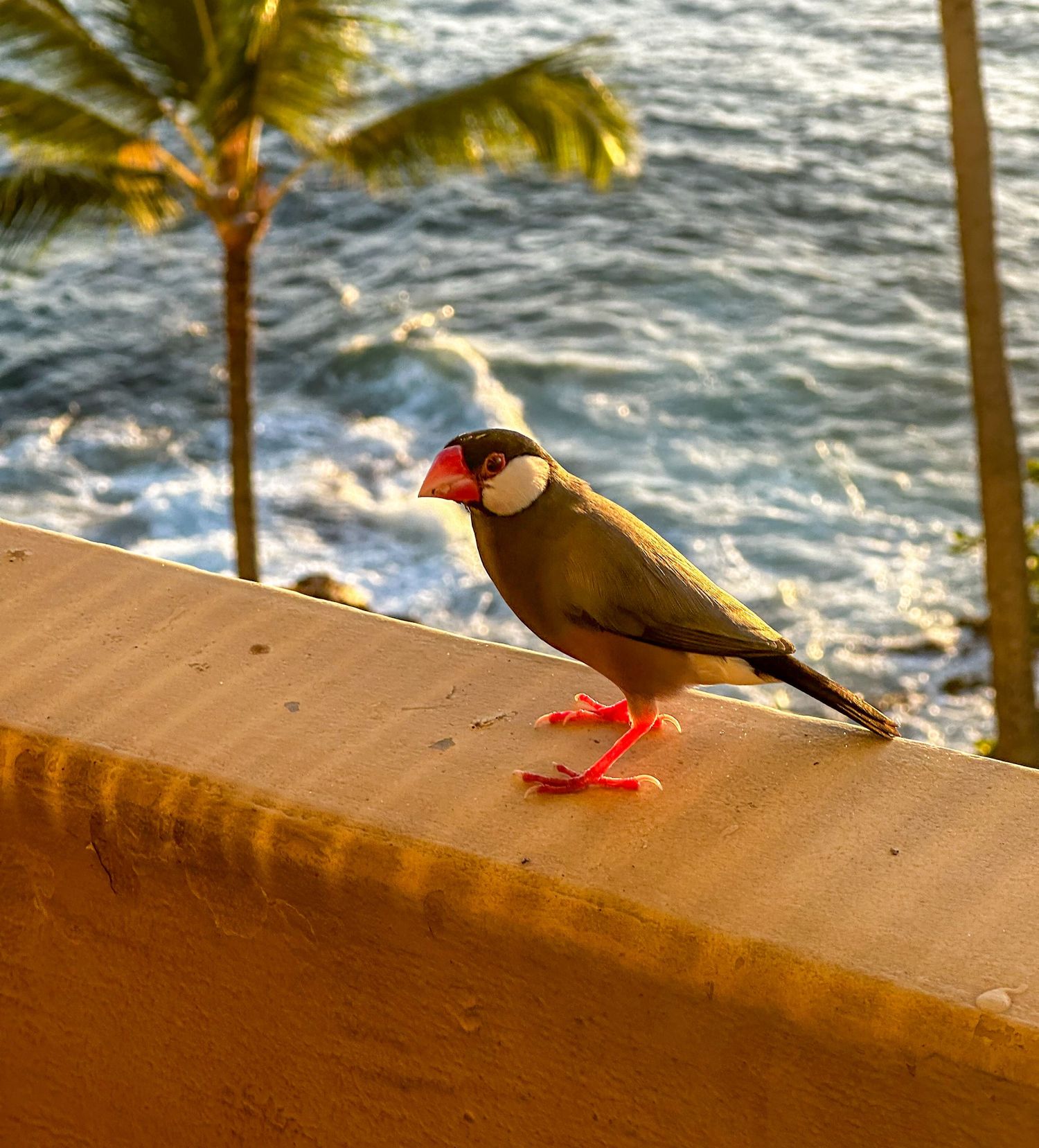 A Java finch with distinctive red feet stands on a concrete ledge with palm trees and ocean waves in the background.