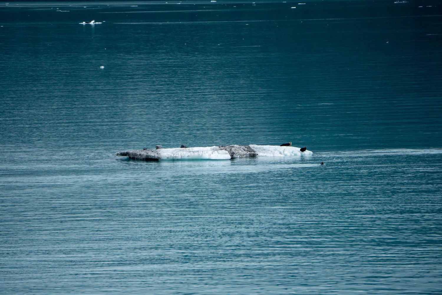 Ice floes float on pristine turquoise waters in a glacial bay.