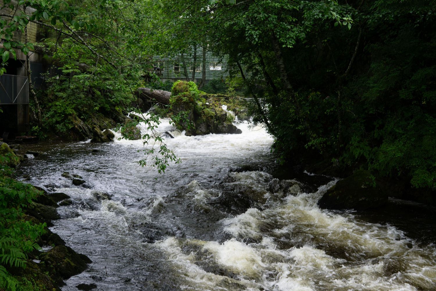 Turbulent river rapids flowing through mossy rocks and green forest landscape.