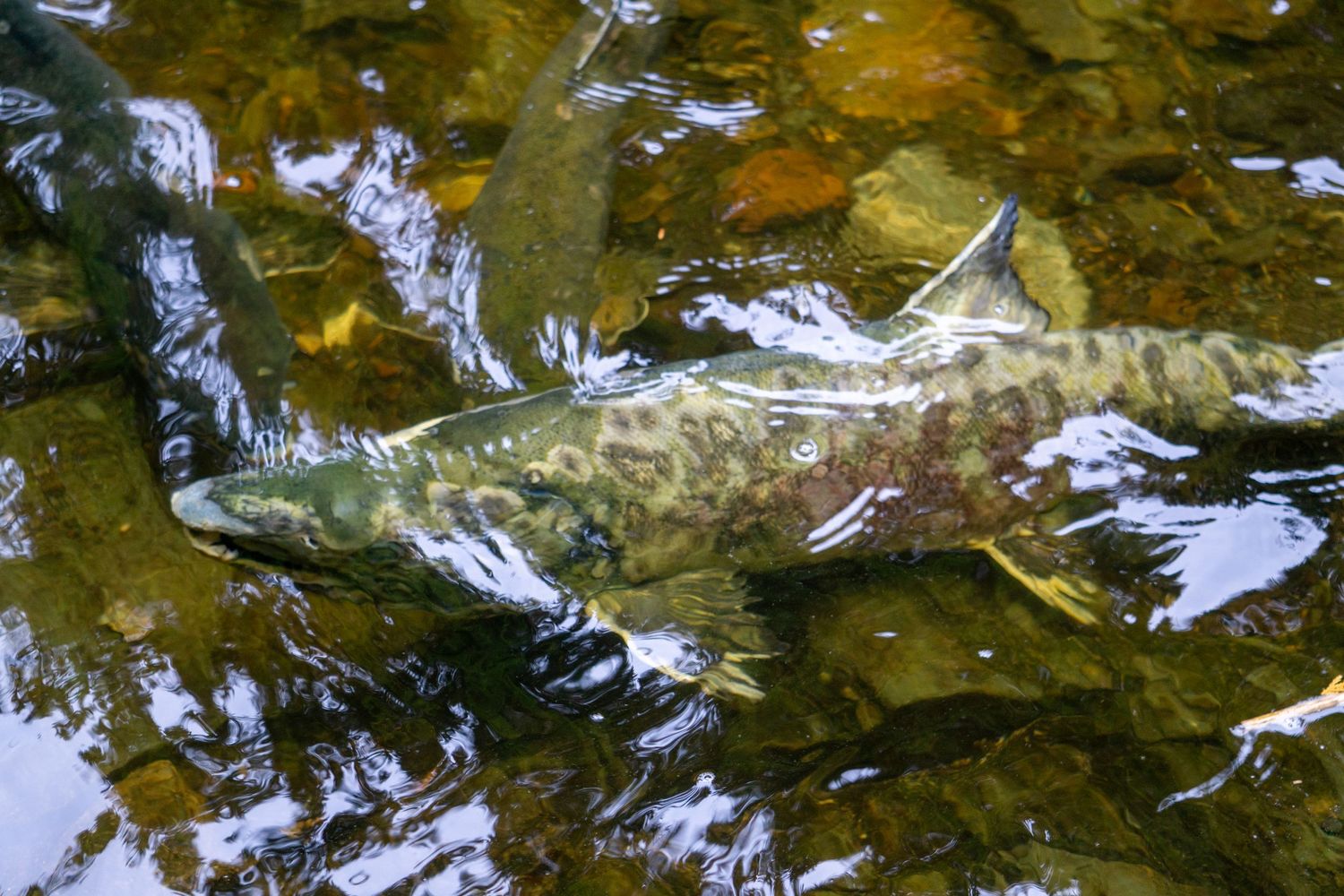 Close-up underwater view of a salmon swimming in golden-tinted stream water.