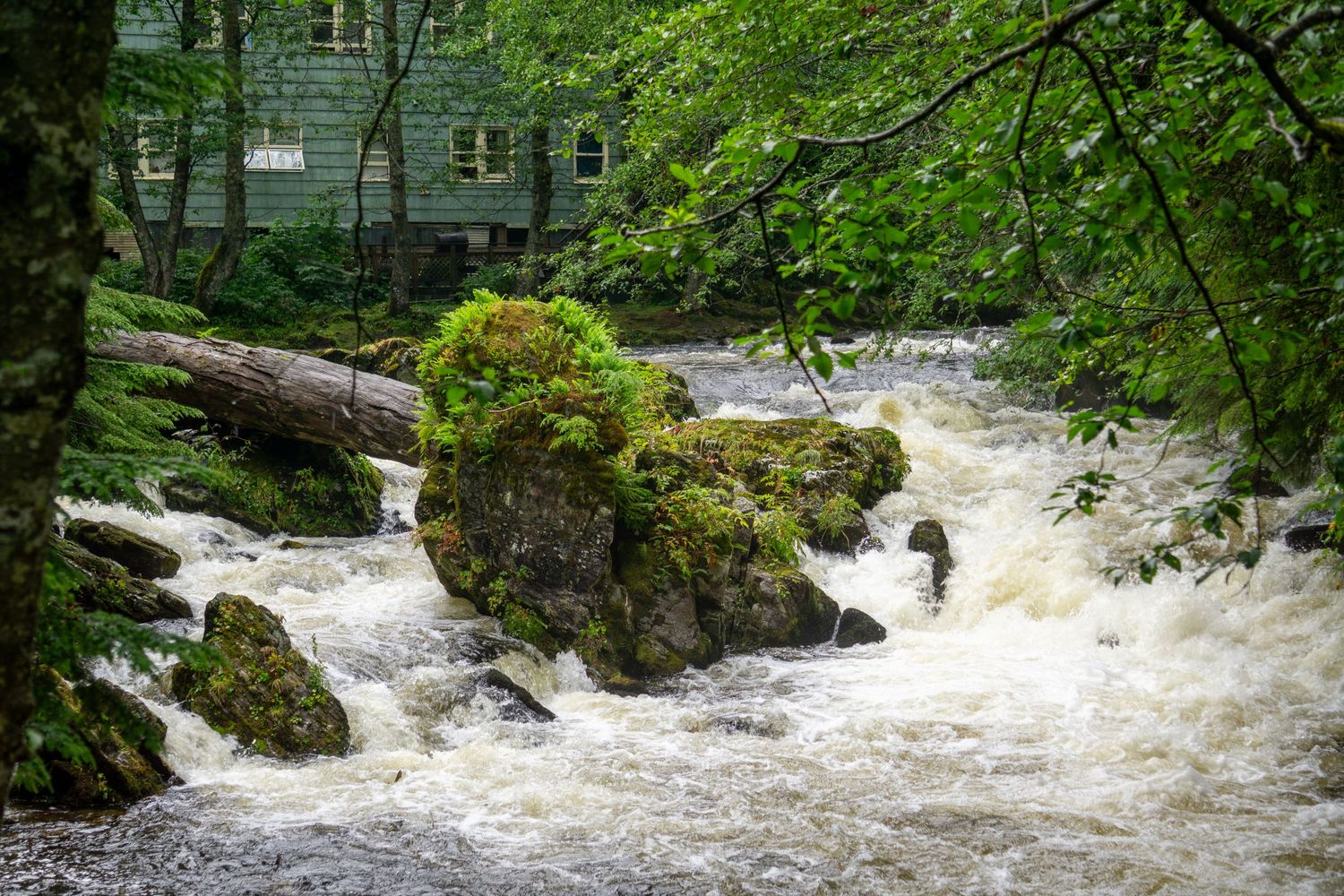 Rushing white water cascades over moss-covered rocks through a lush green forest setting.