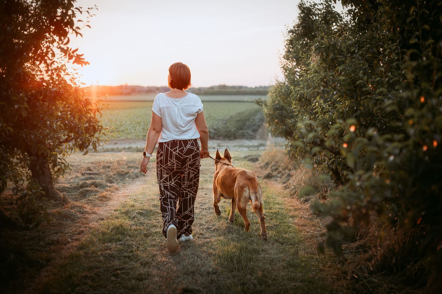 Fotoshoot hond senior session Boutersem