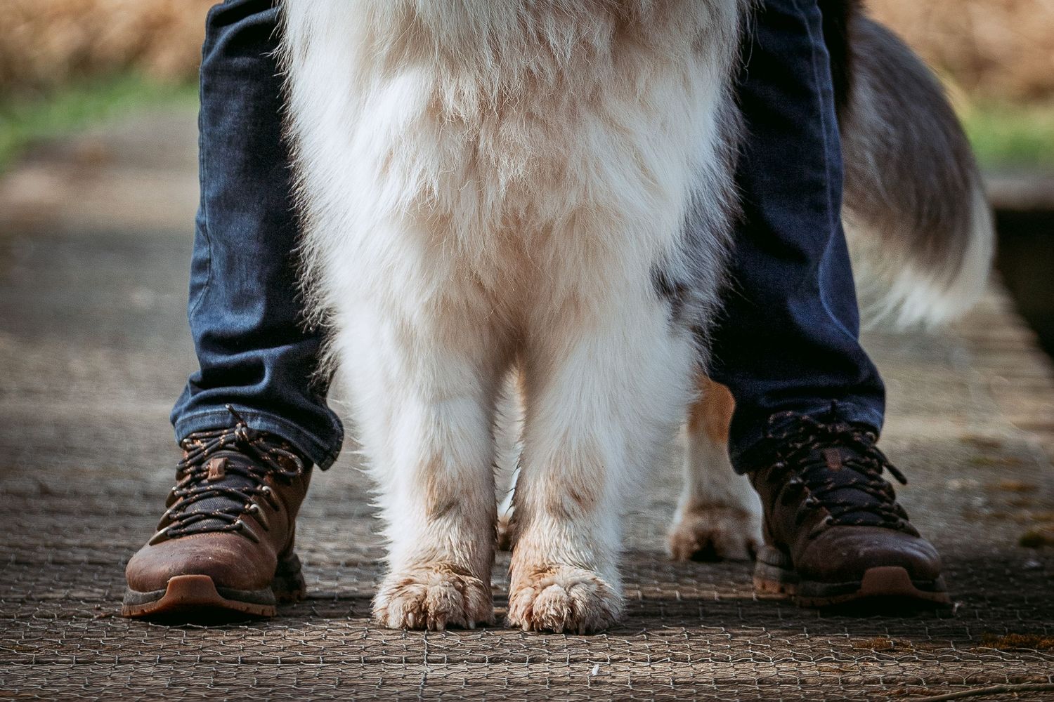 Tails & Trails Photography fotoshoot connectie met je hond