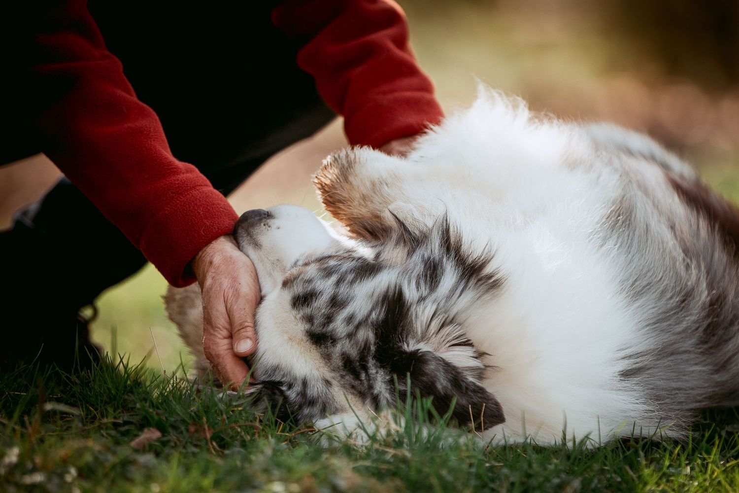 Tails & Trails Photography fotoshoot connectie met je hond