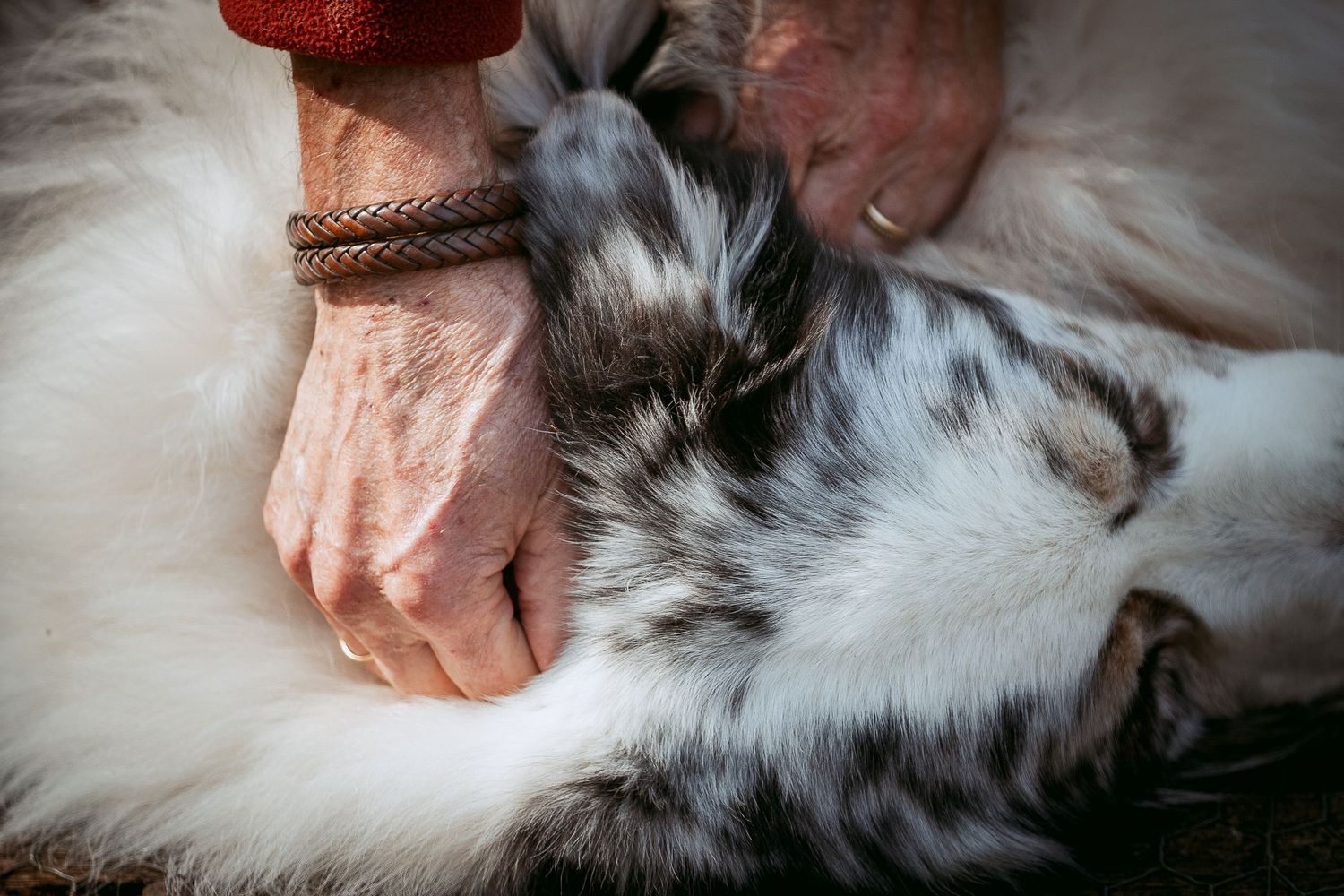 Senior session fotoshoot hond