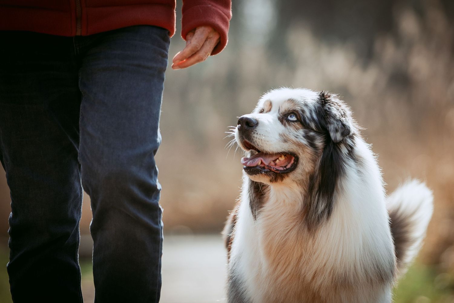Tails & Trails Photography fotoshoot connectie met je hond