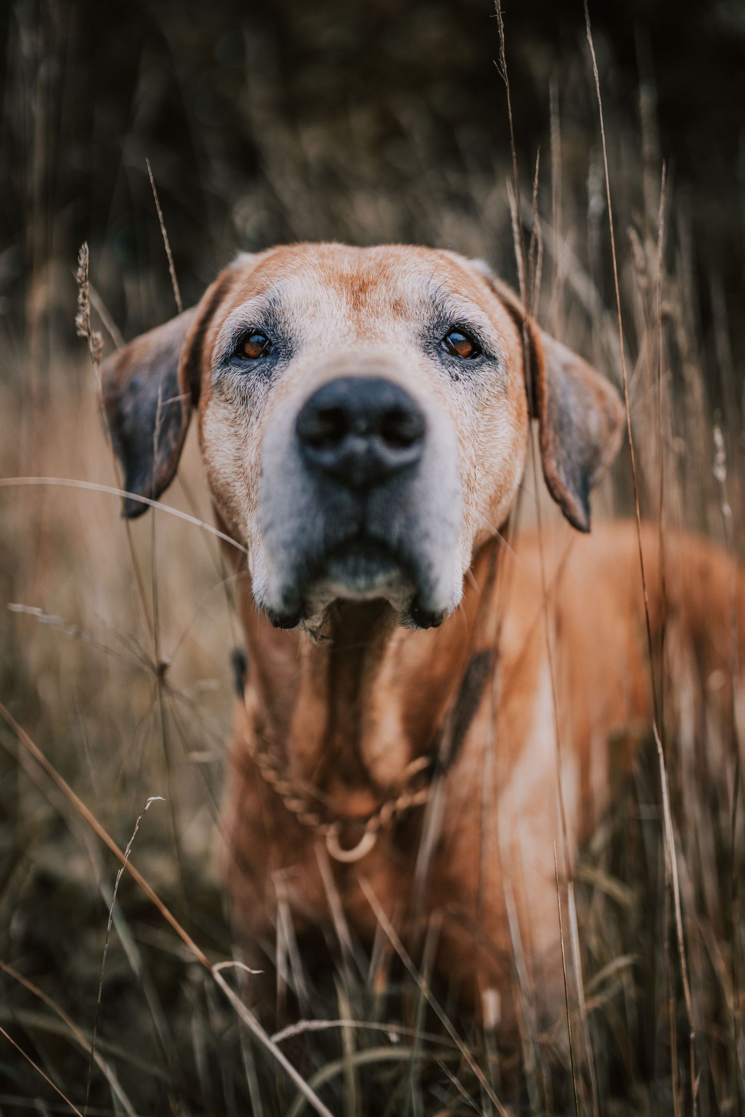 Tails & Trails Photography Senior Session fotoshoot hond