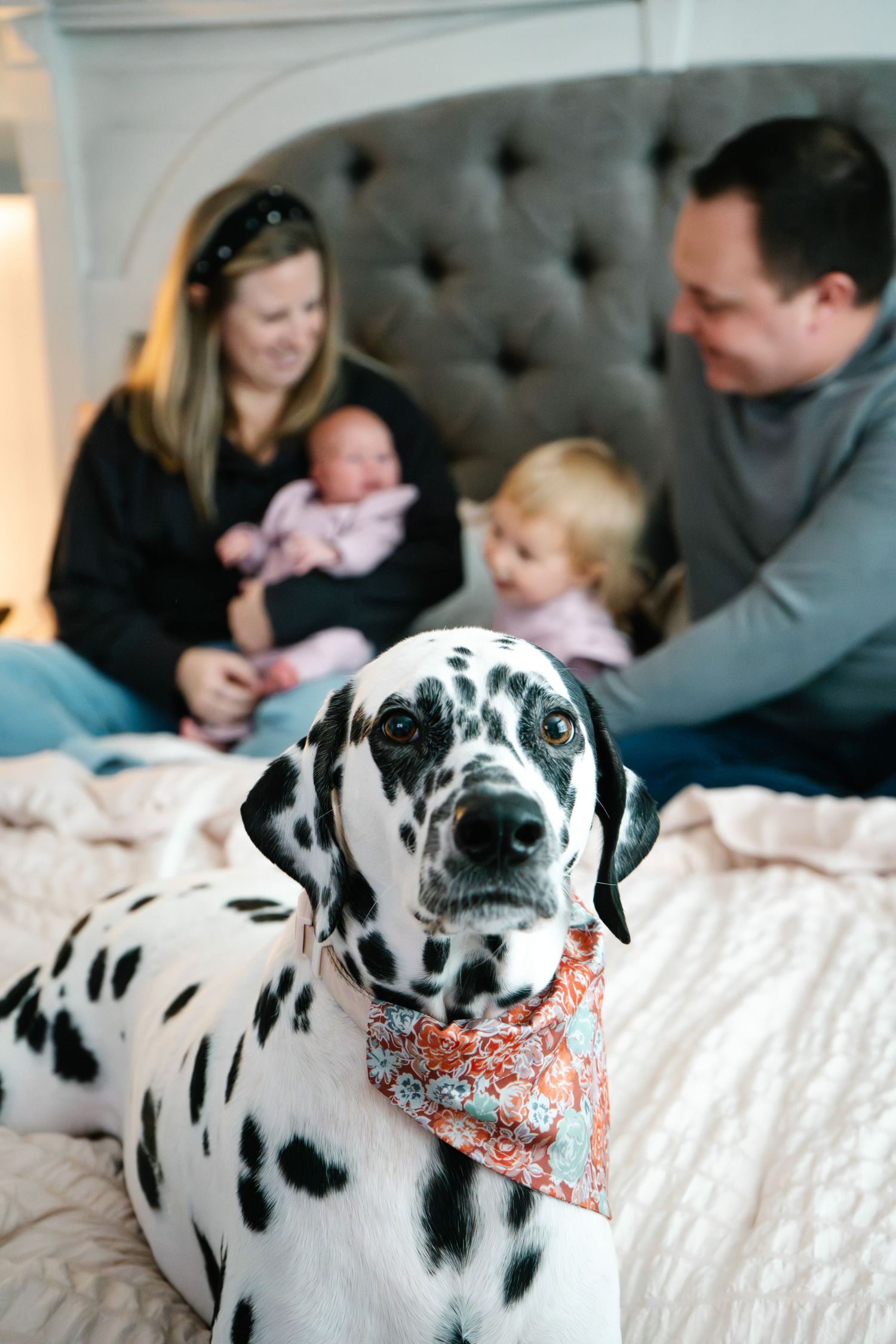 A Dalmatian dog wearing a floral bandana poses on a bed while a family with a newborn and toddler sits behind.