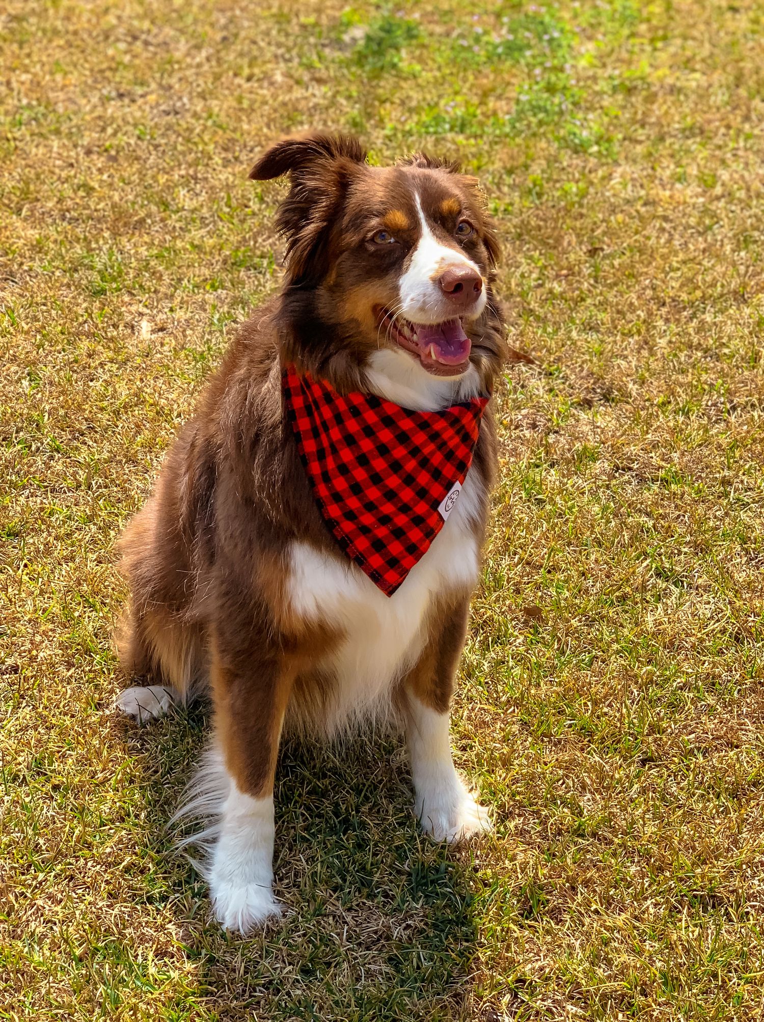 Brown Australian Shepherd dog wearing red buffalo plaid bandana sitting on green grass outdoors in sunny weather.