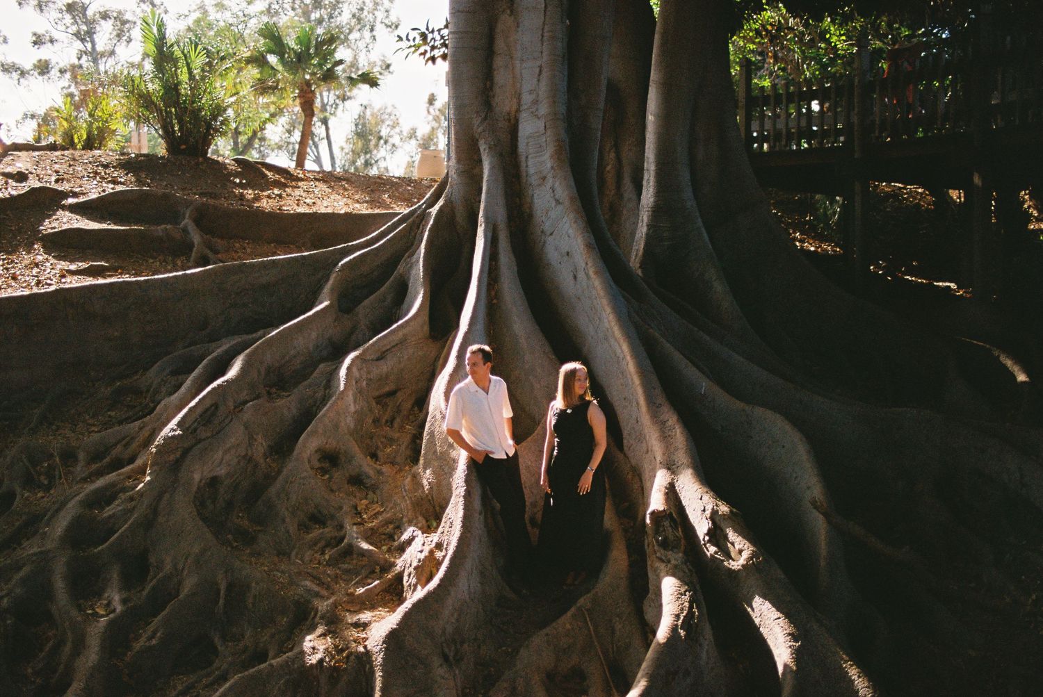 Couple standing between massive Moreton Bay fig tree roots in a sunlit park setting.