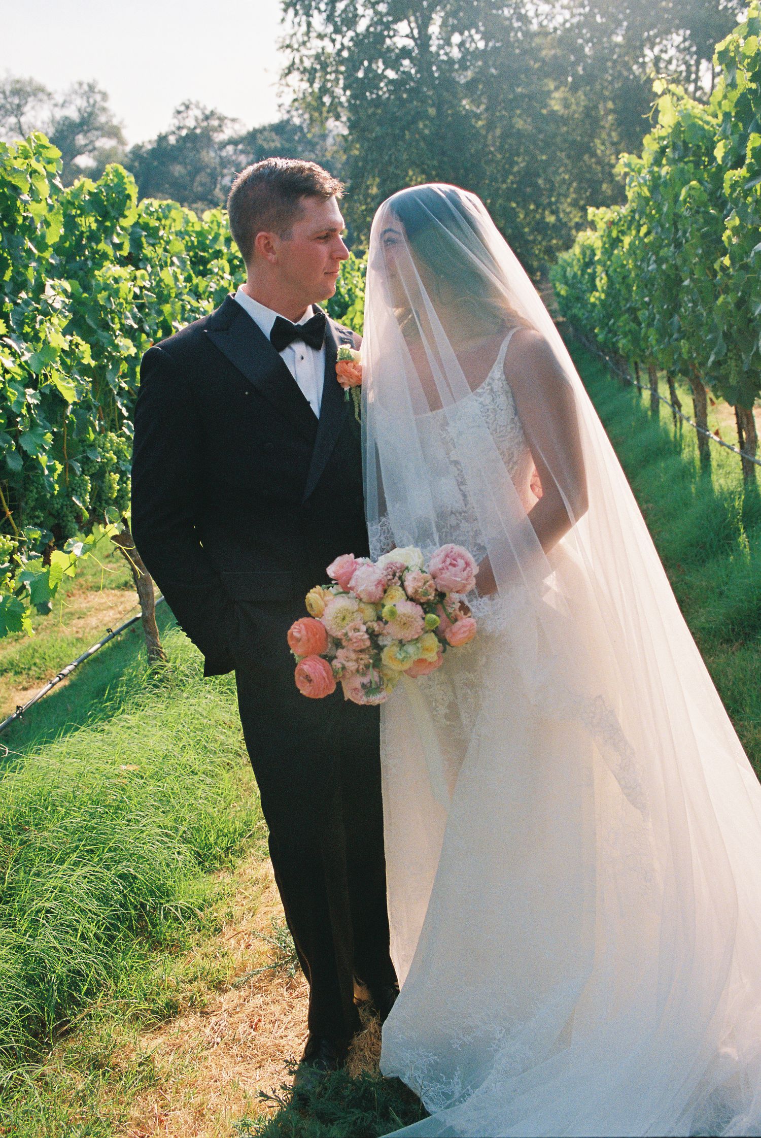 Bride and groom stand among lush vineyard rows, bride wearing flowing gown with long veil holding pink bouquet.