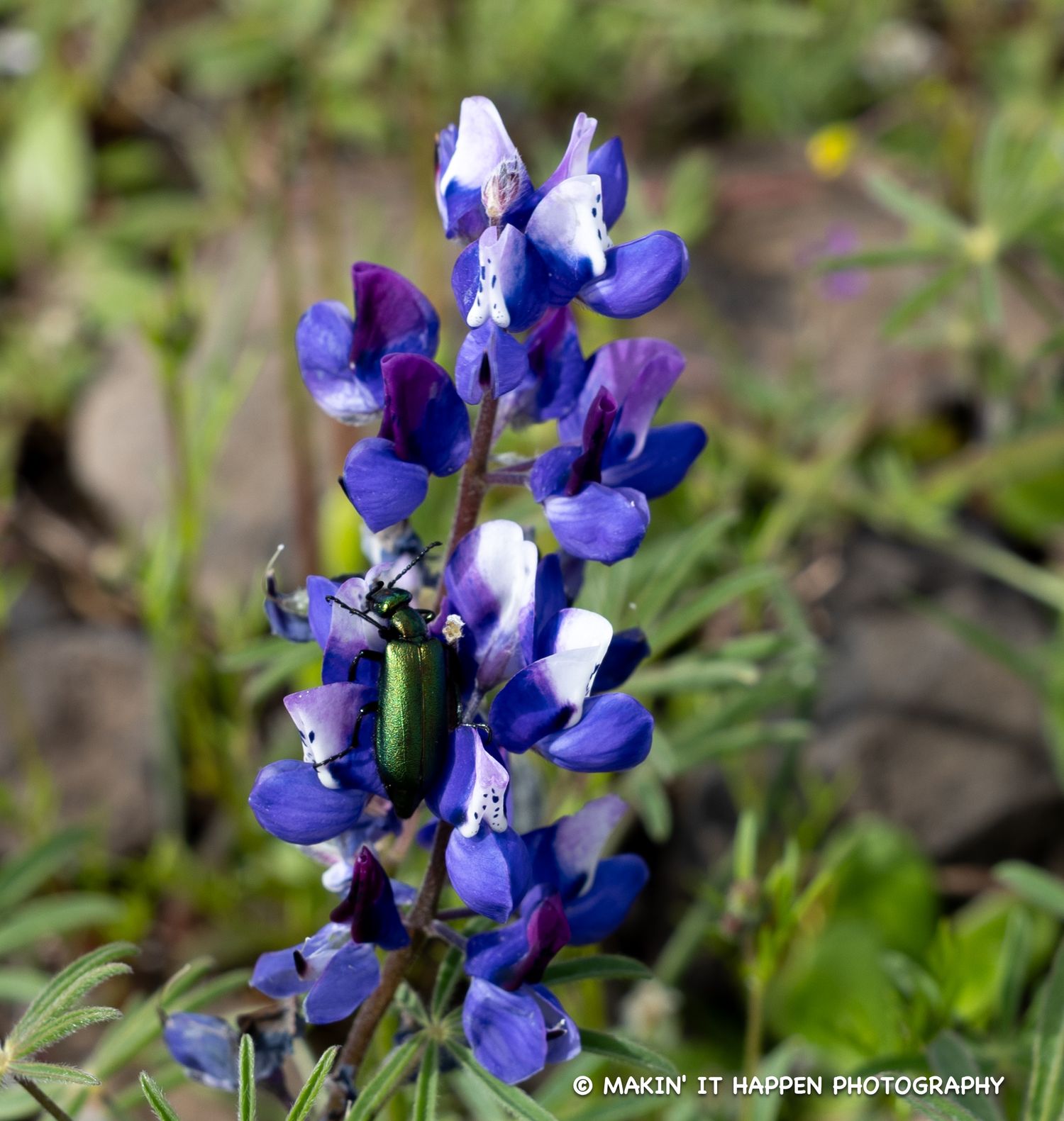 nature photo