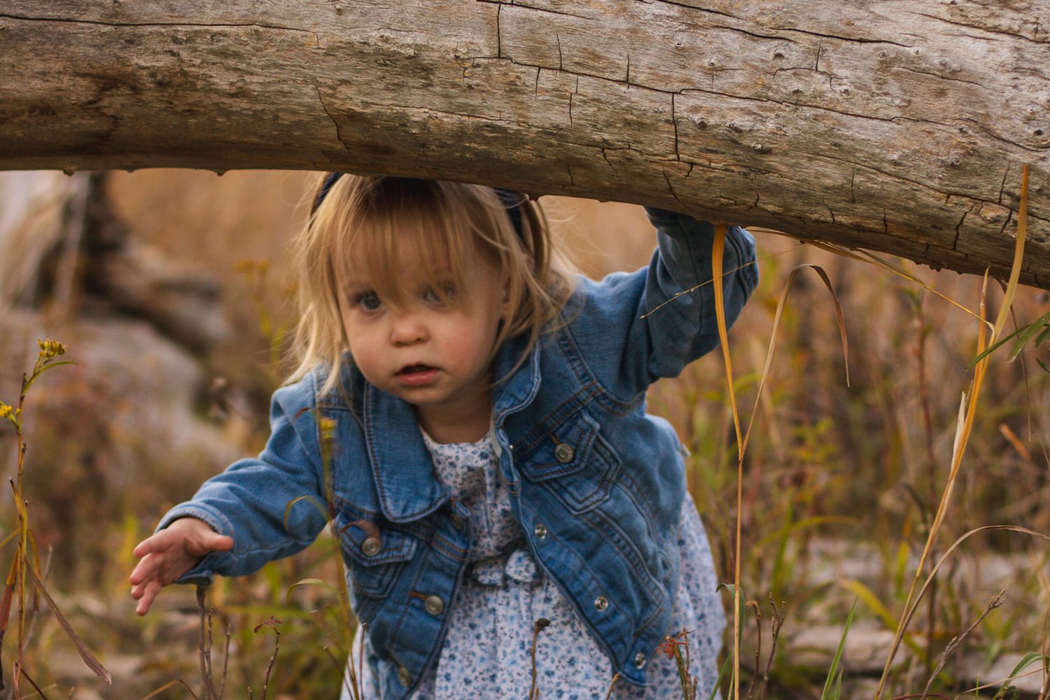 Child in denim jacket exploring under a fallen tree branch in an autumn field with tall grass.